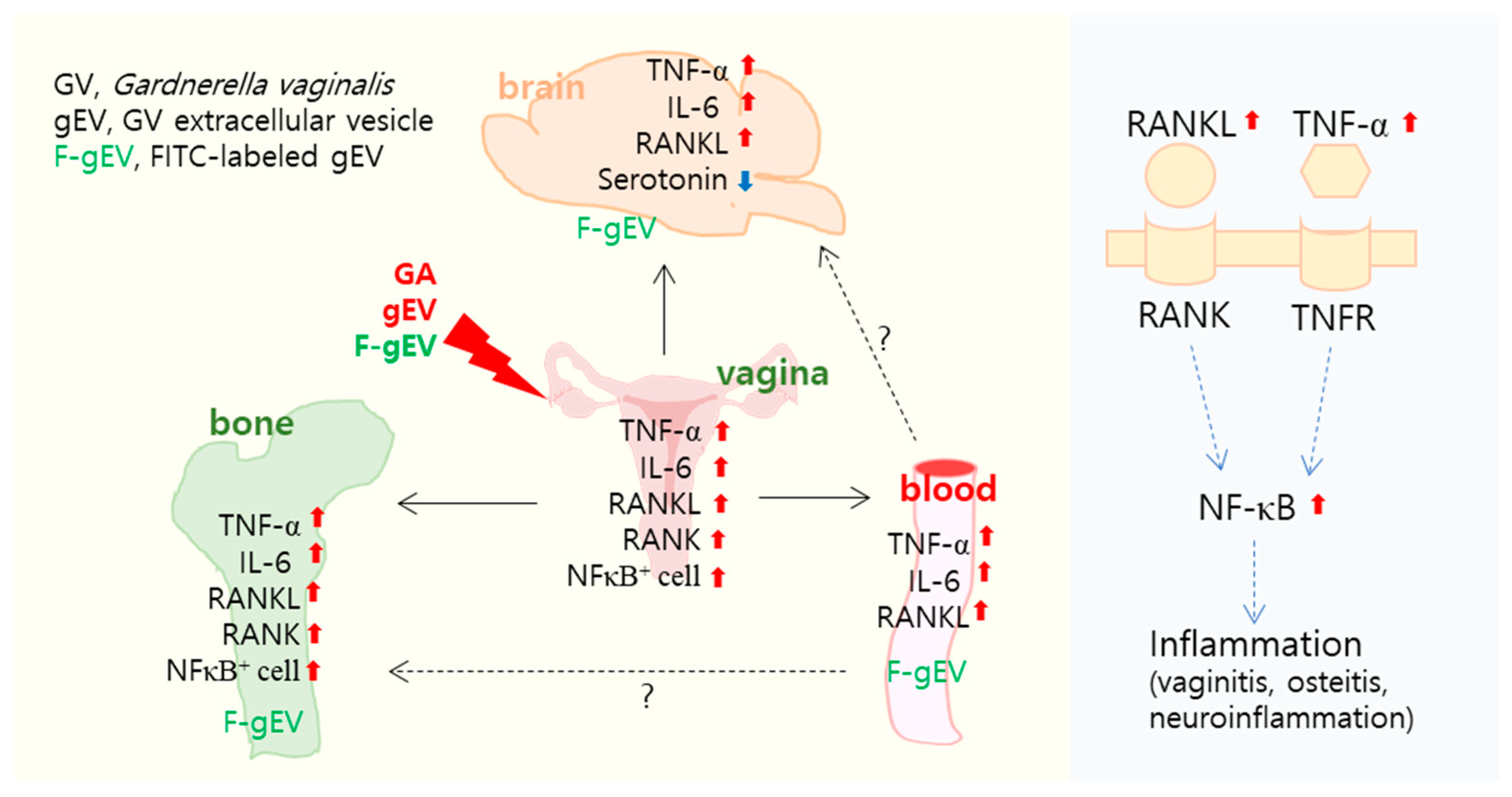 Microorganisms 13 00955 sch001