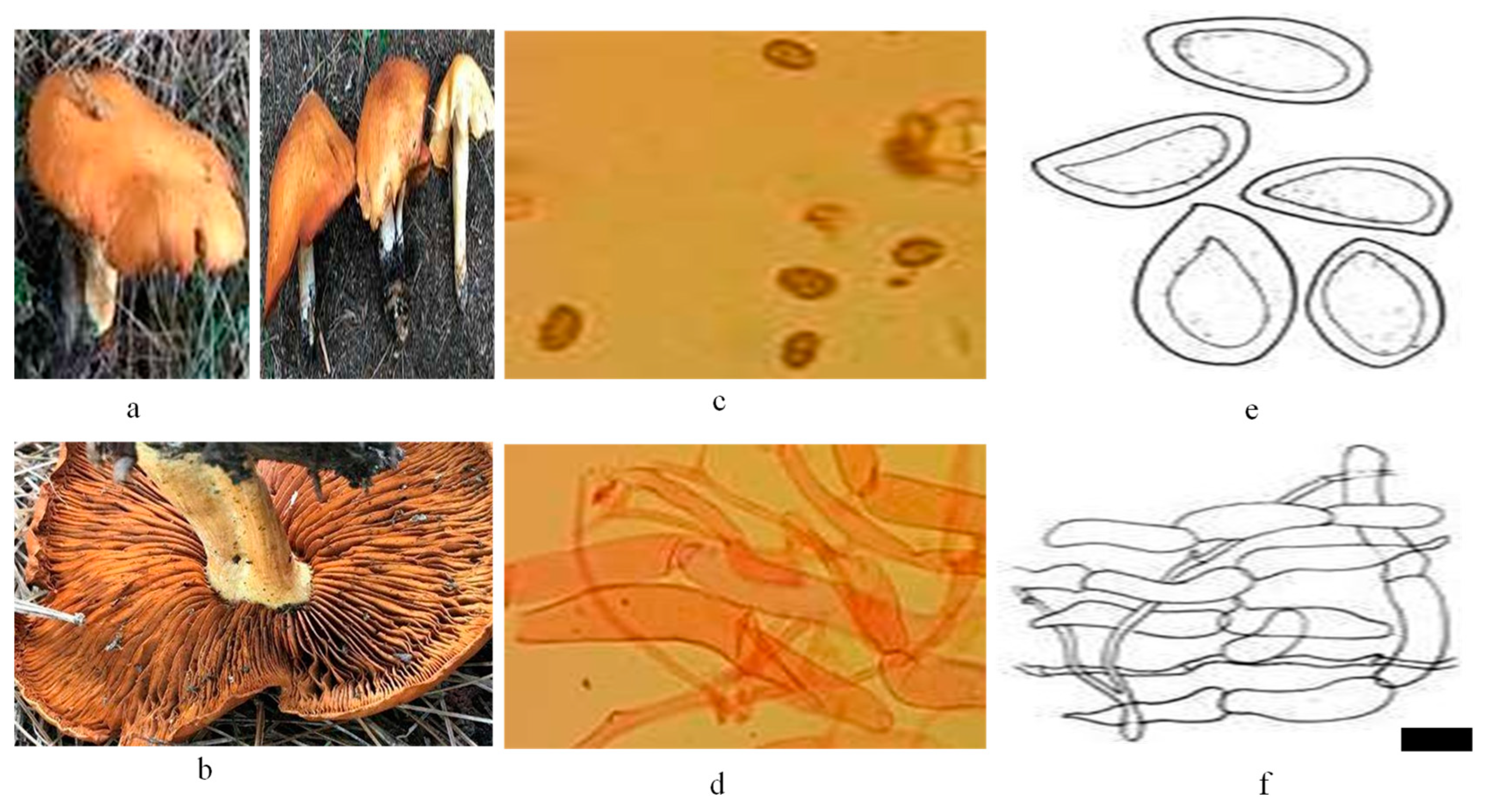 Microorganisms 13 00956 g001