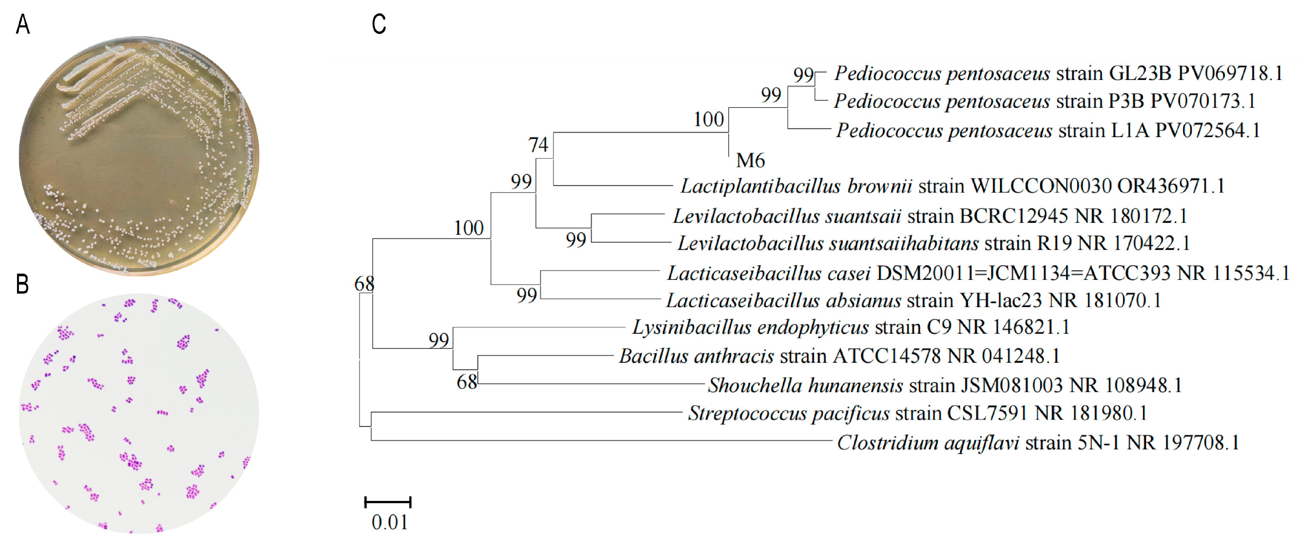 Microorganisms 13 00957 g001