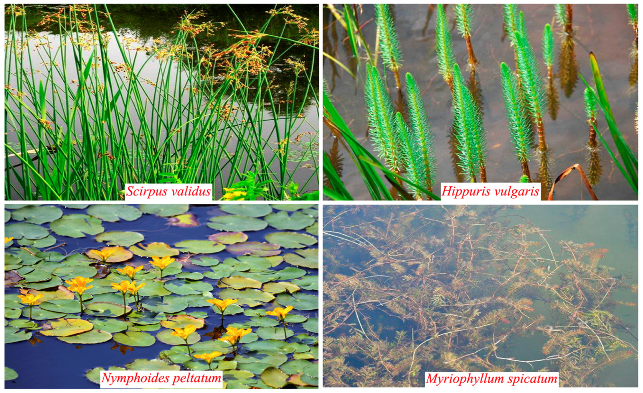 Microorganisms 13 00960 g001