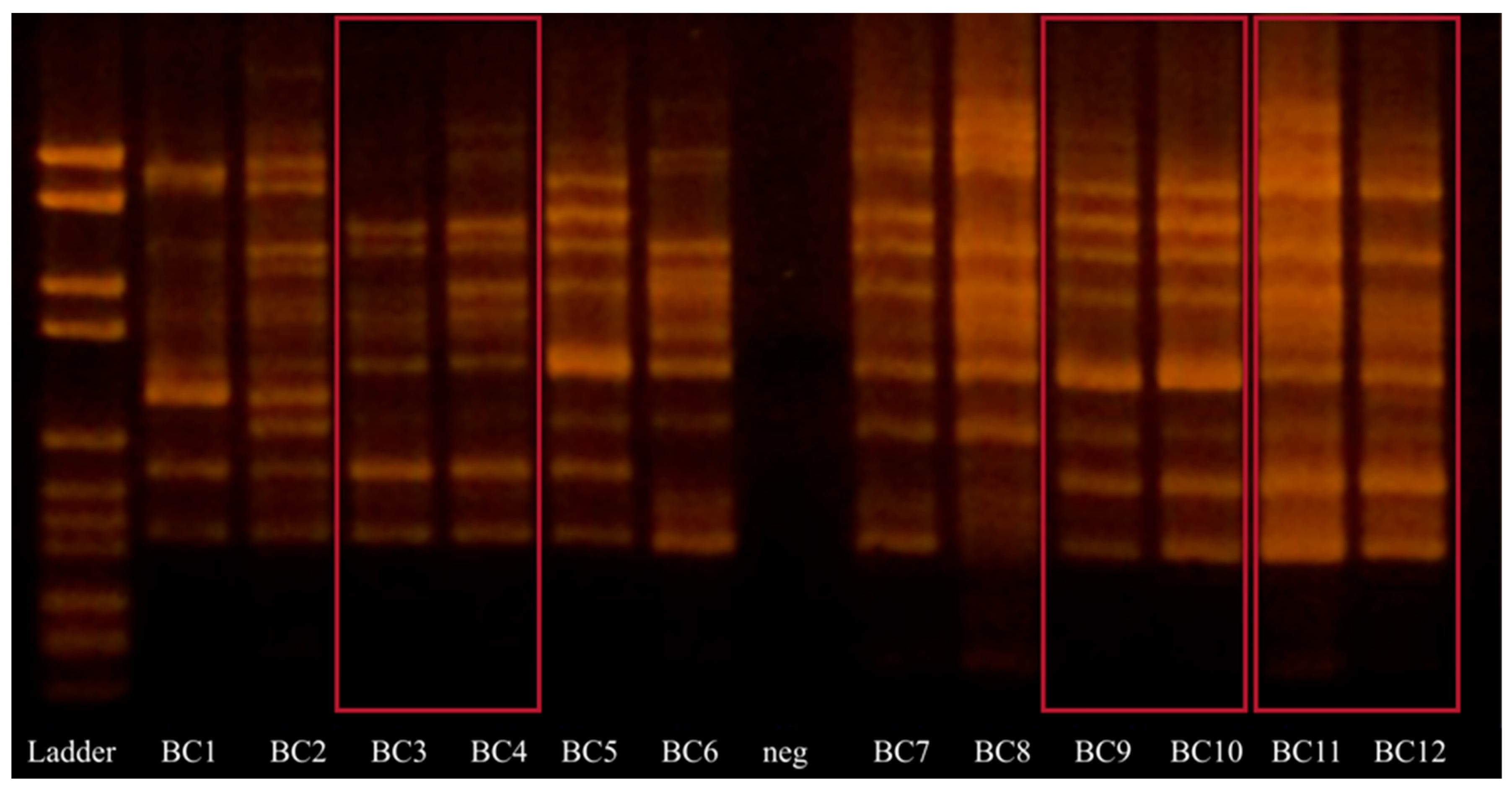 Microorganisms 13 00964 g001