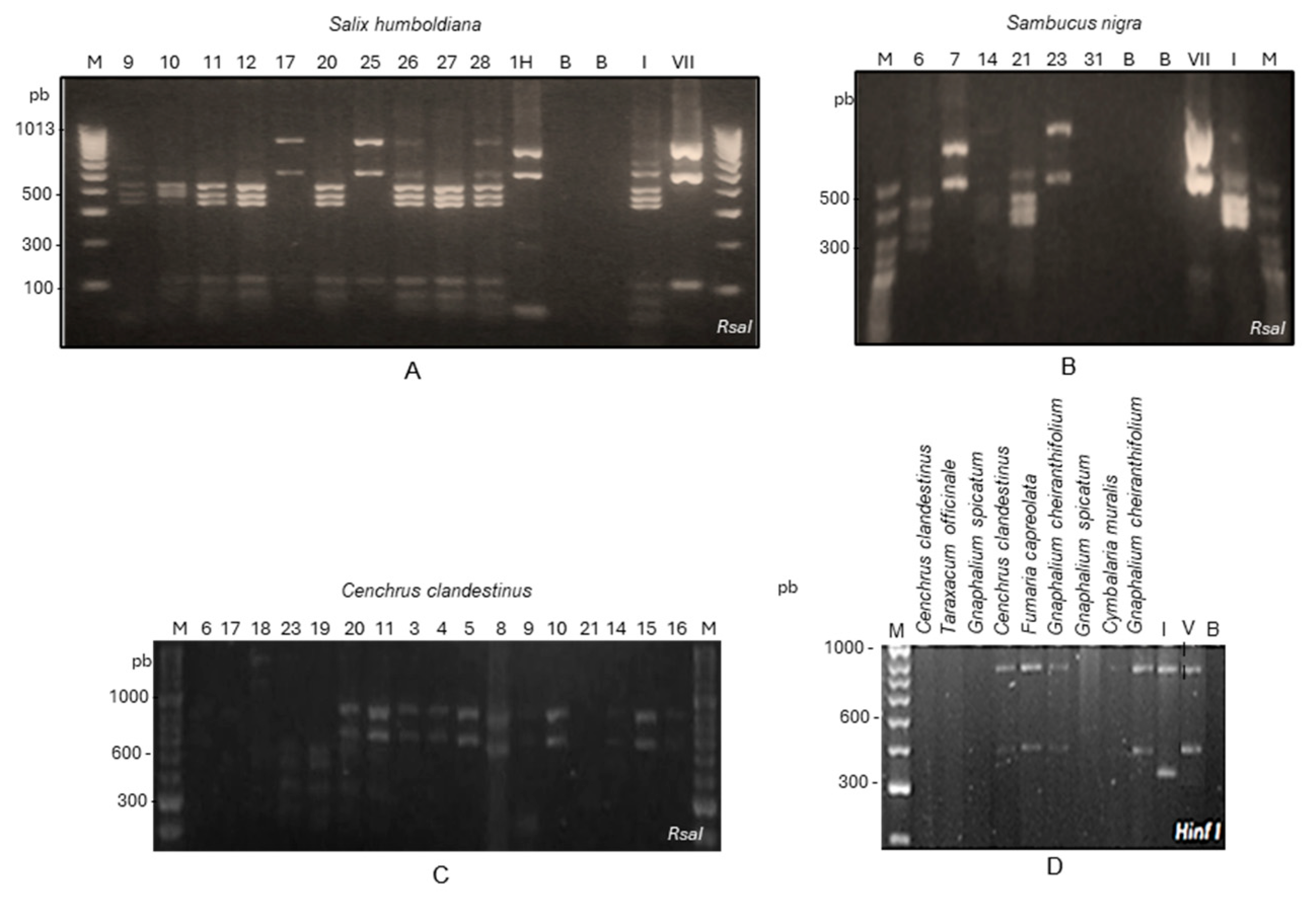 Microorganisms 13 00967 g002