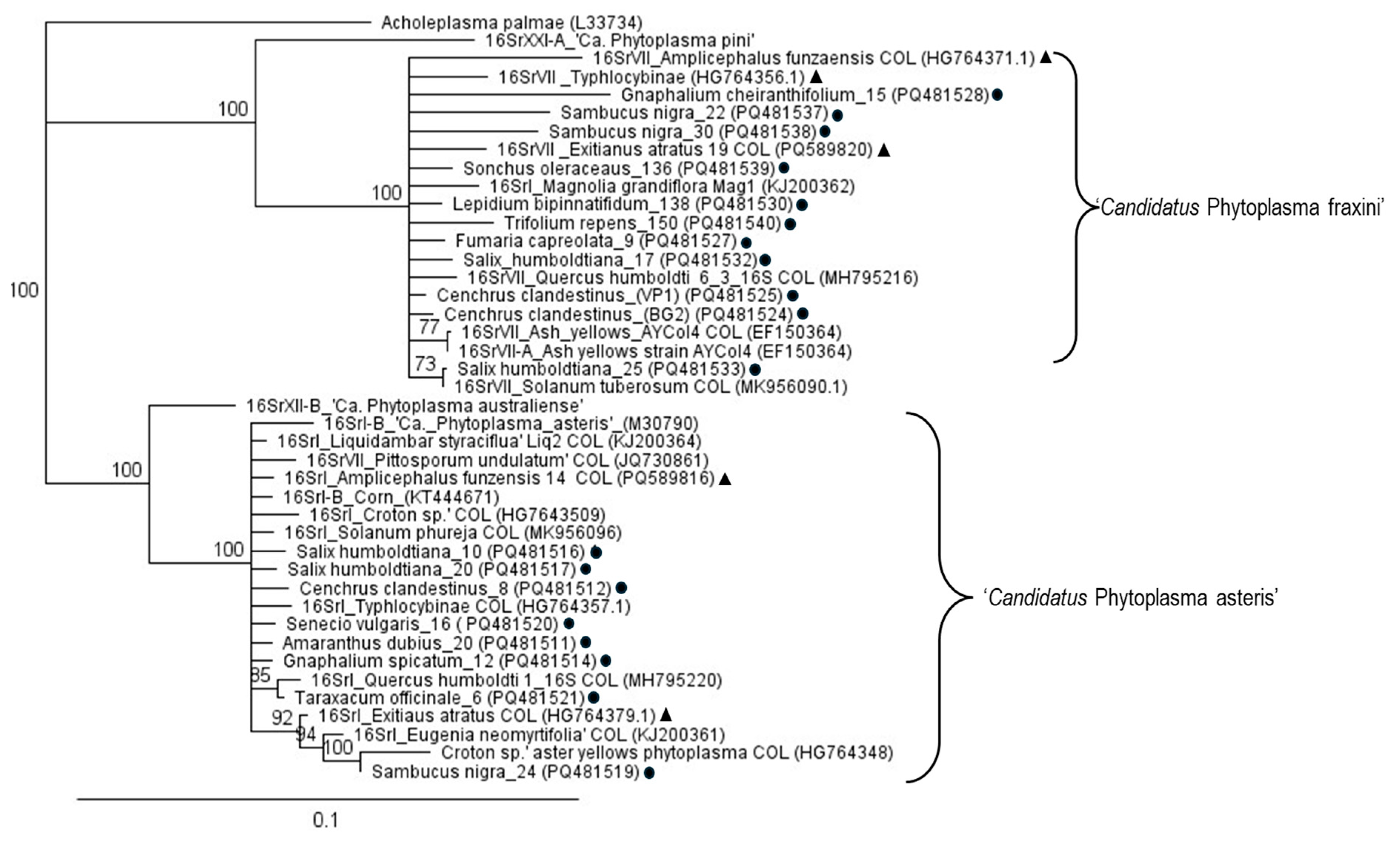 Microorganisms 13 00967 g004