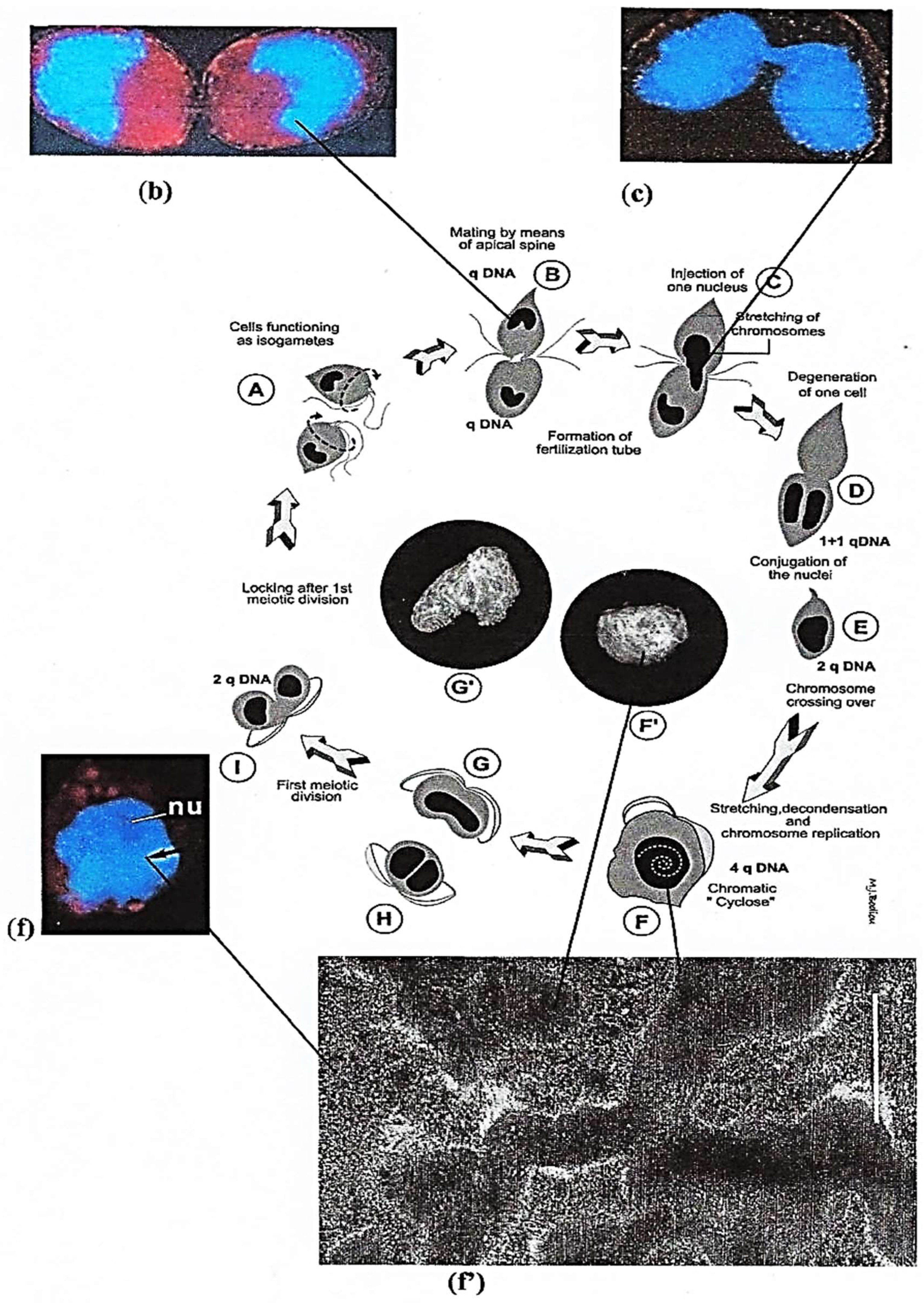 Microorganisms 13 00969 g004