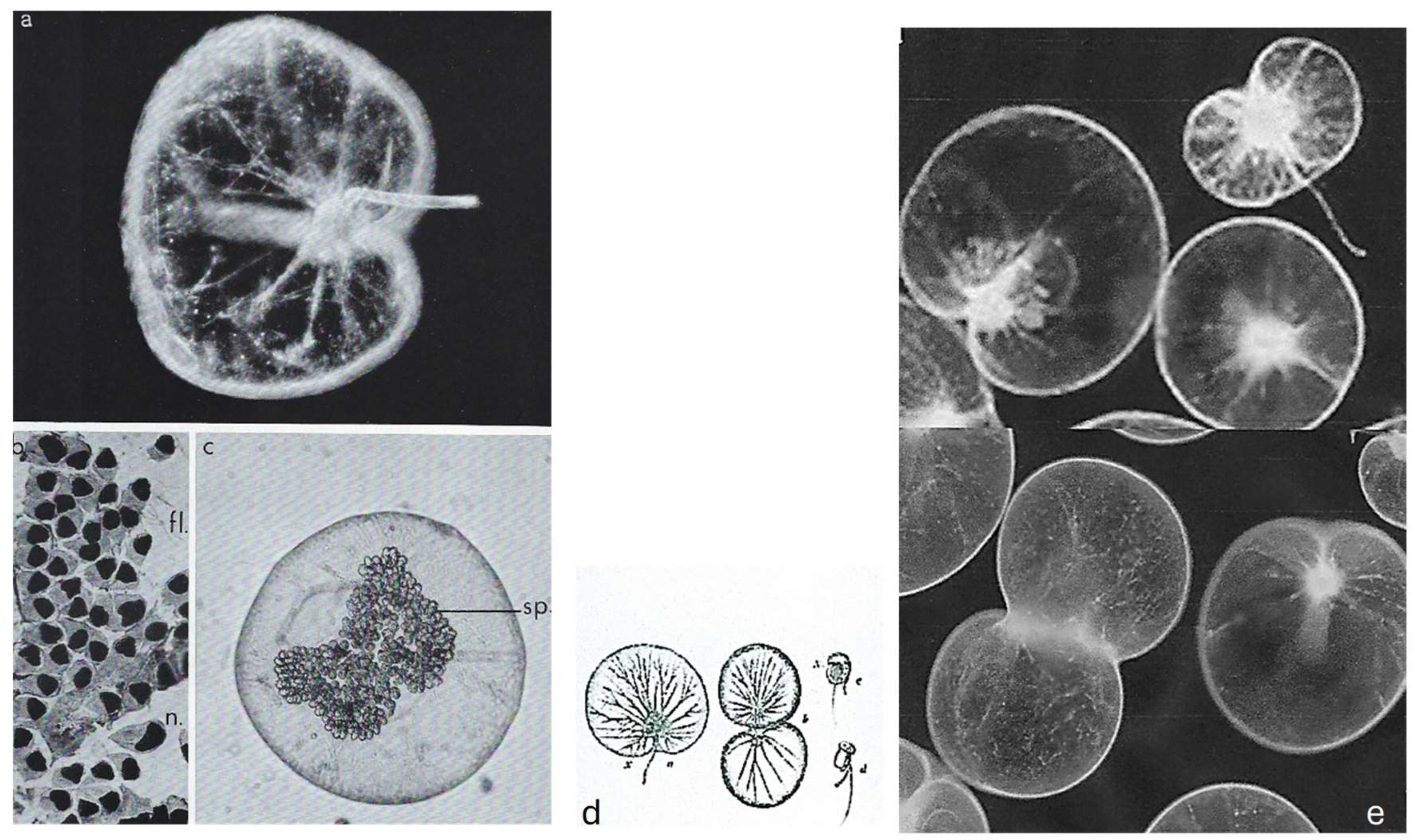 Microorganisms 13 00969 g006