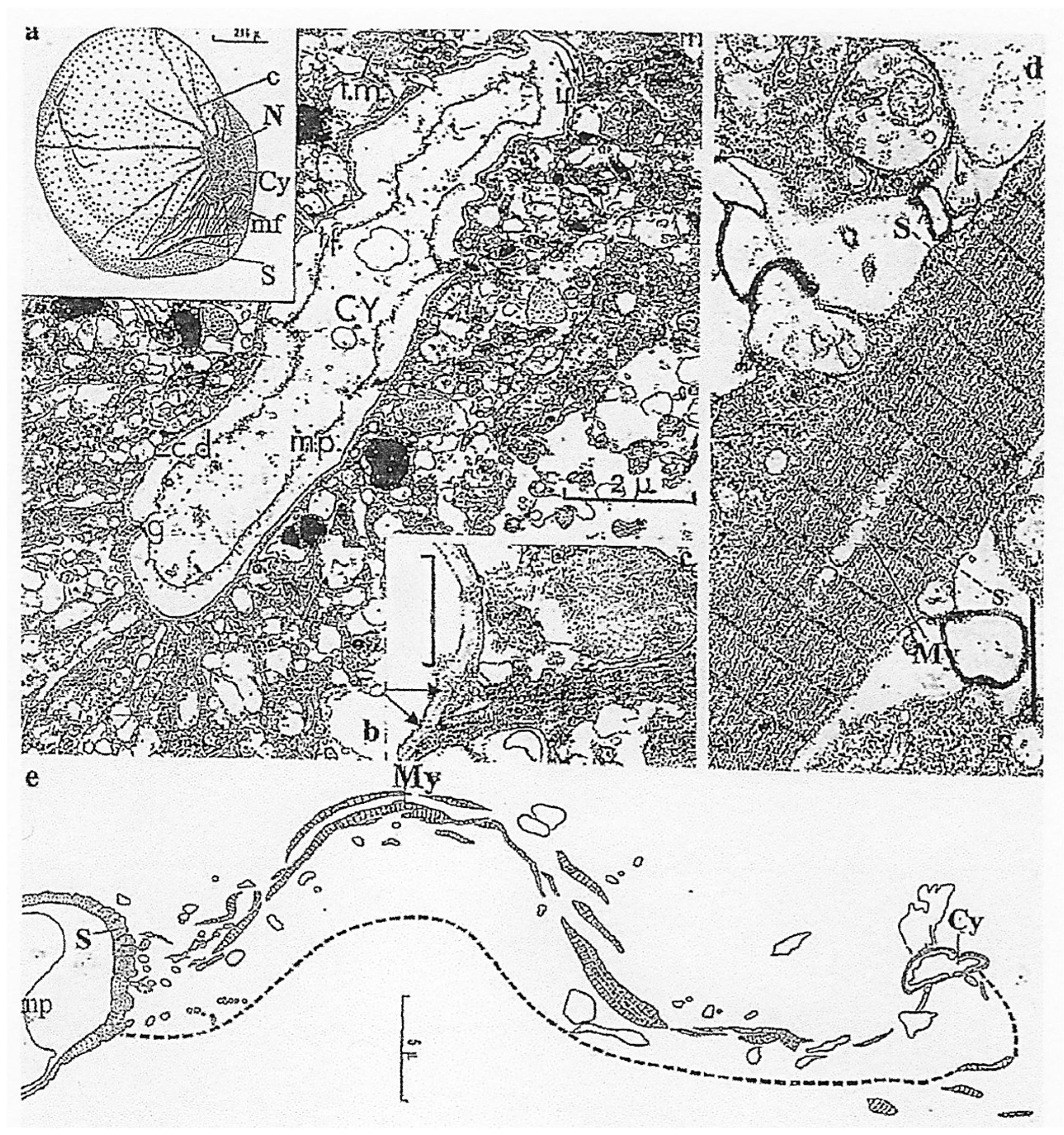 Microorganisms 13 00969 g012