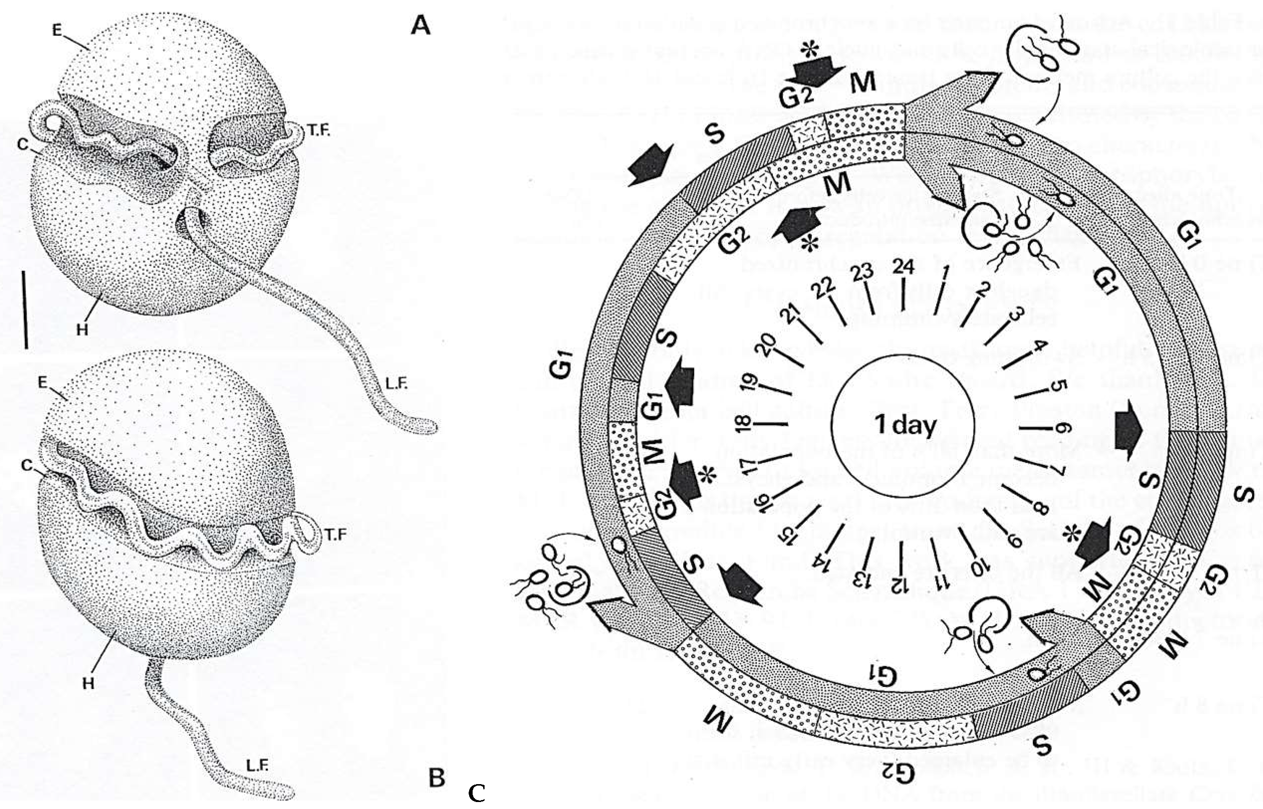 Microorganisms 13 00969 g014