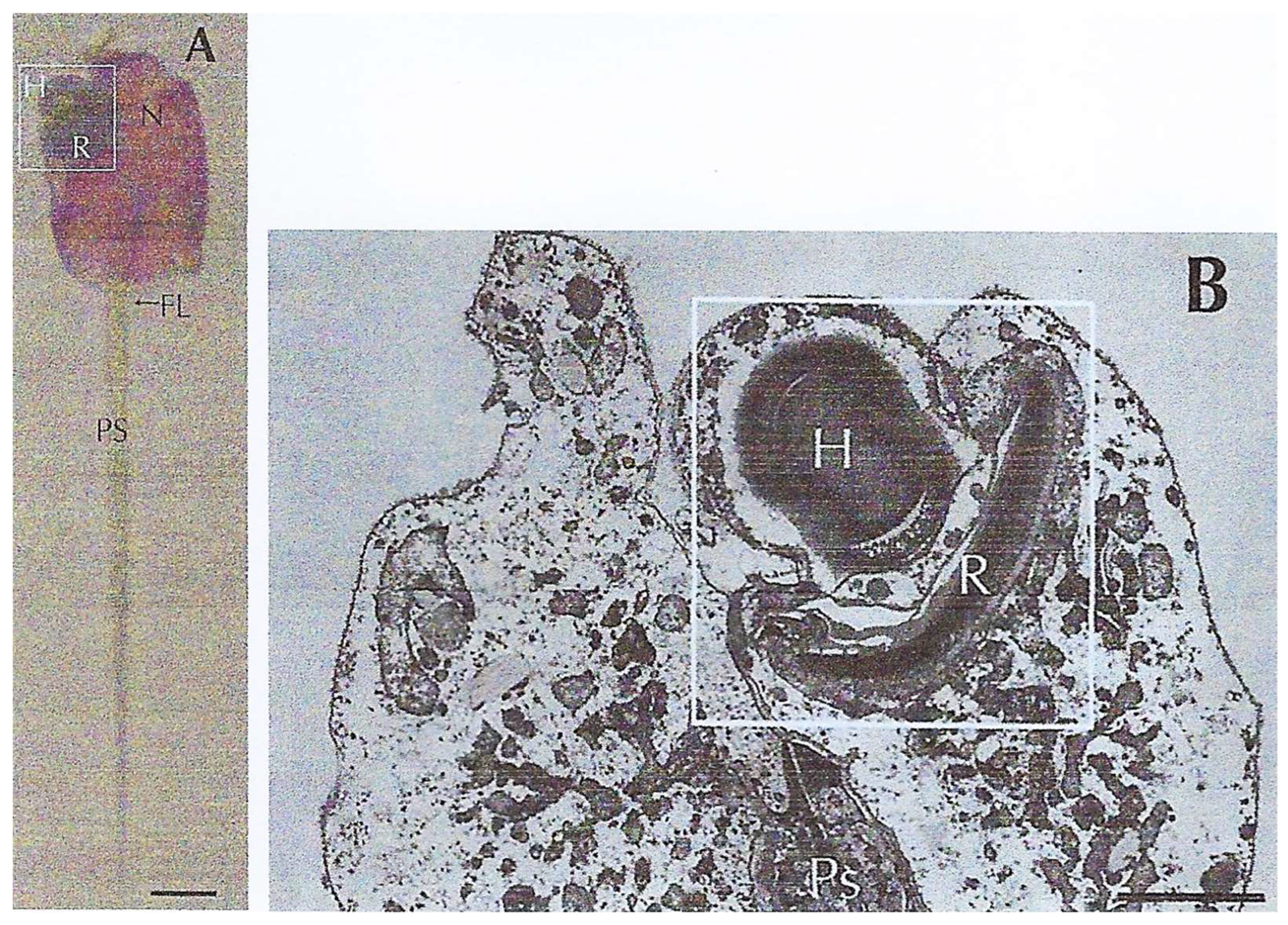 Microorganisms 13 00969 g023