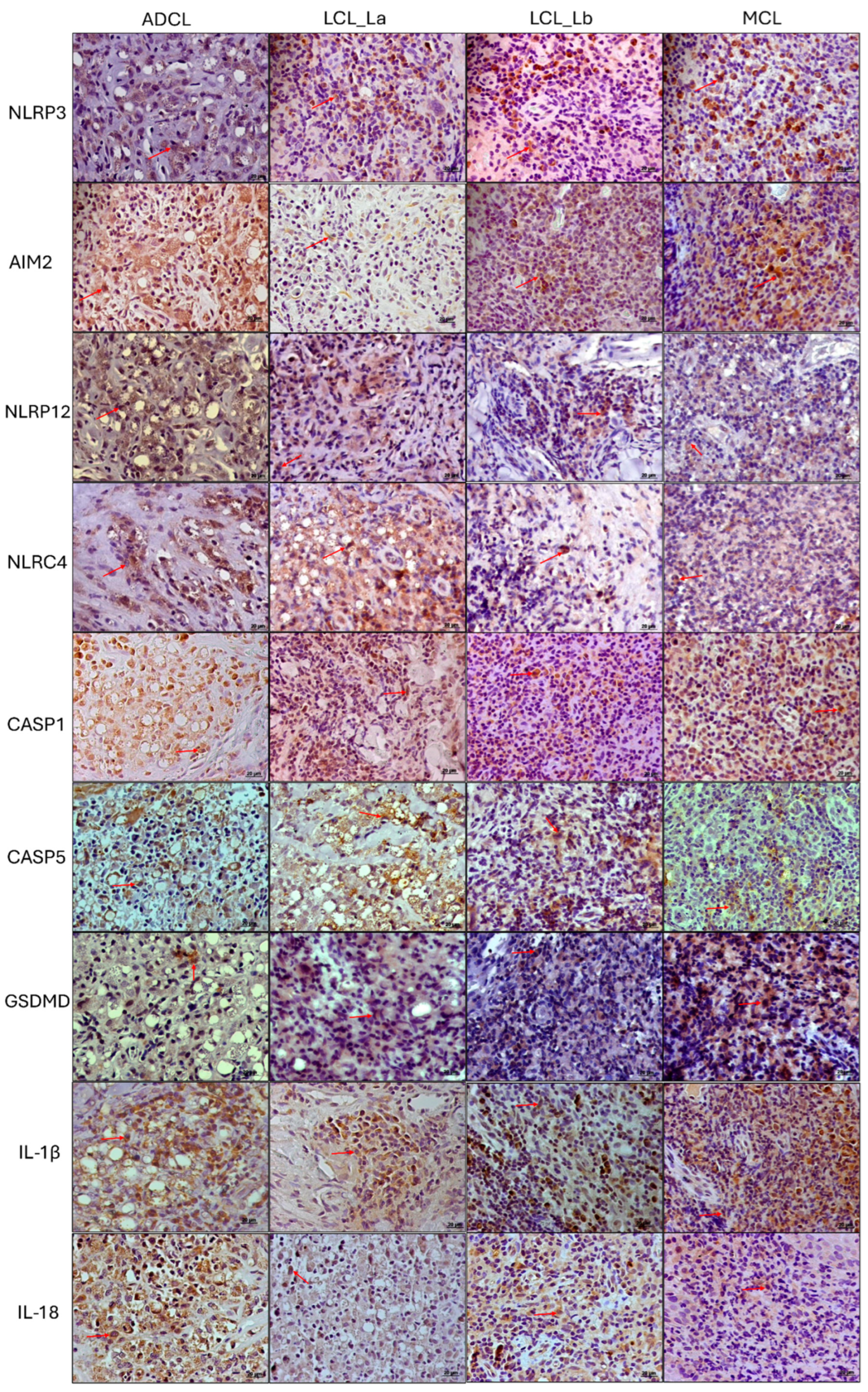 Microorganisms 13 00980 g004