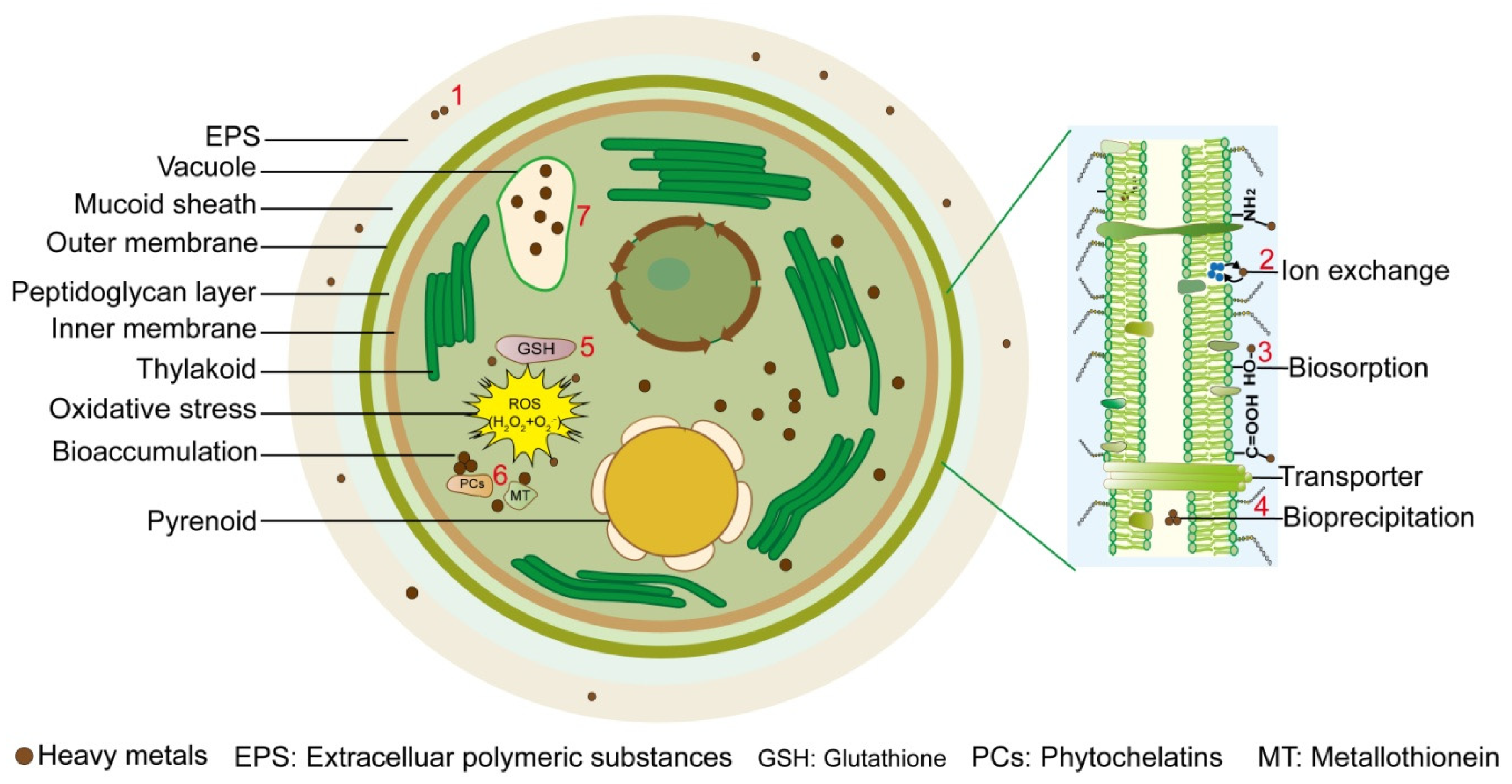 Microorganisms 13 00989 g001