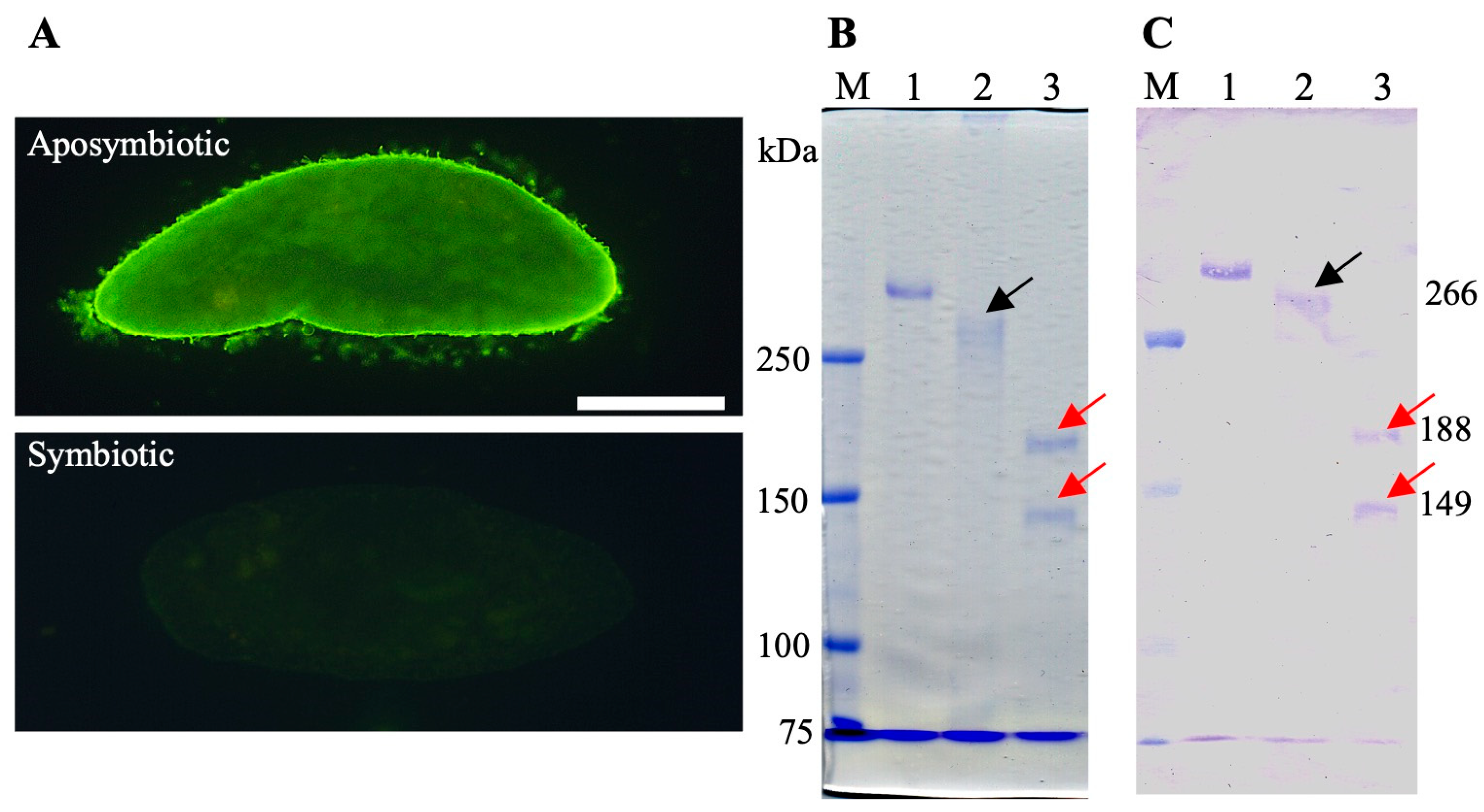 Microorganisms 13 00991 g001