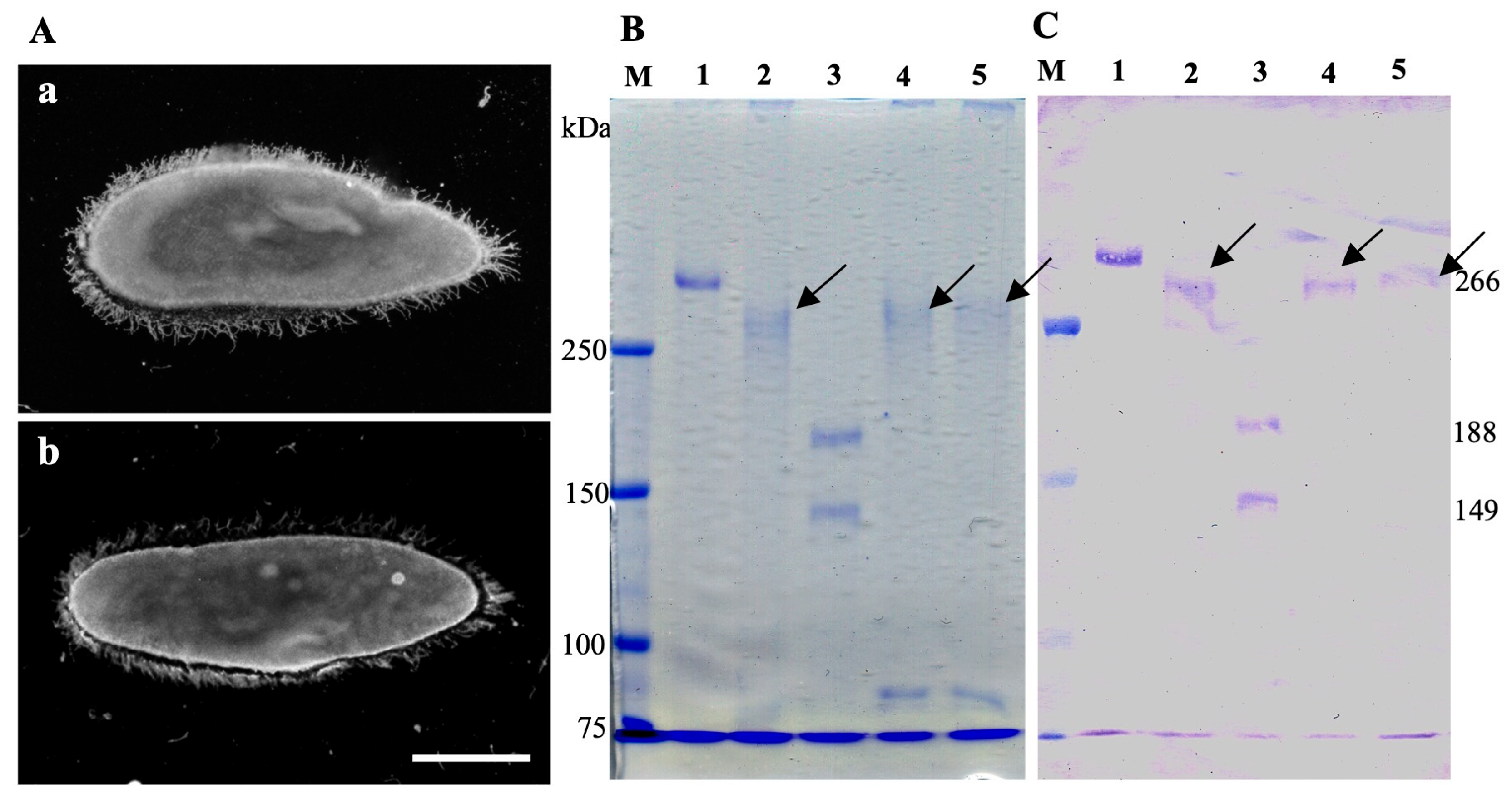 Microorganisms 13 00991 g003