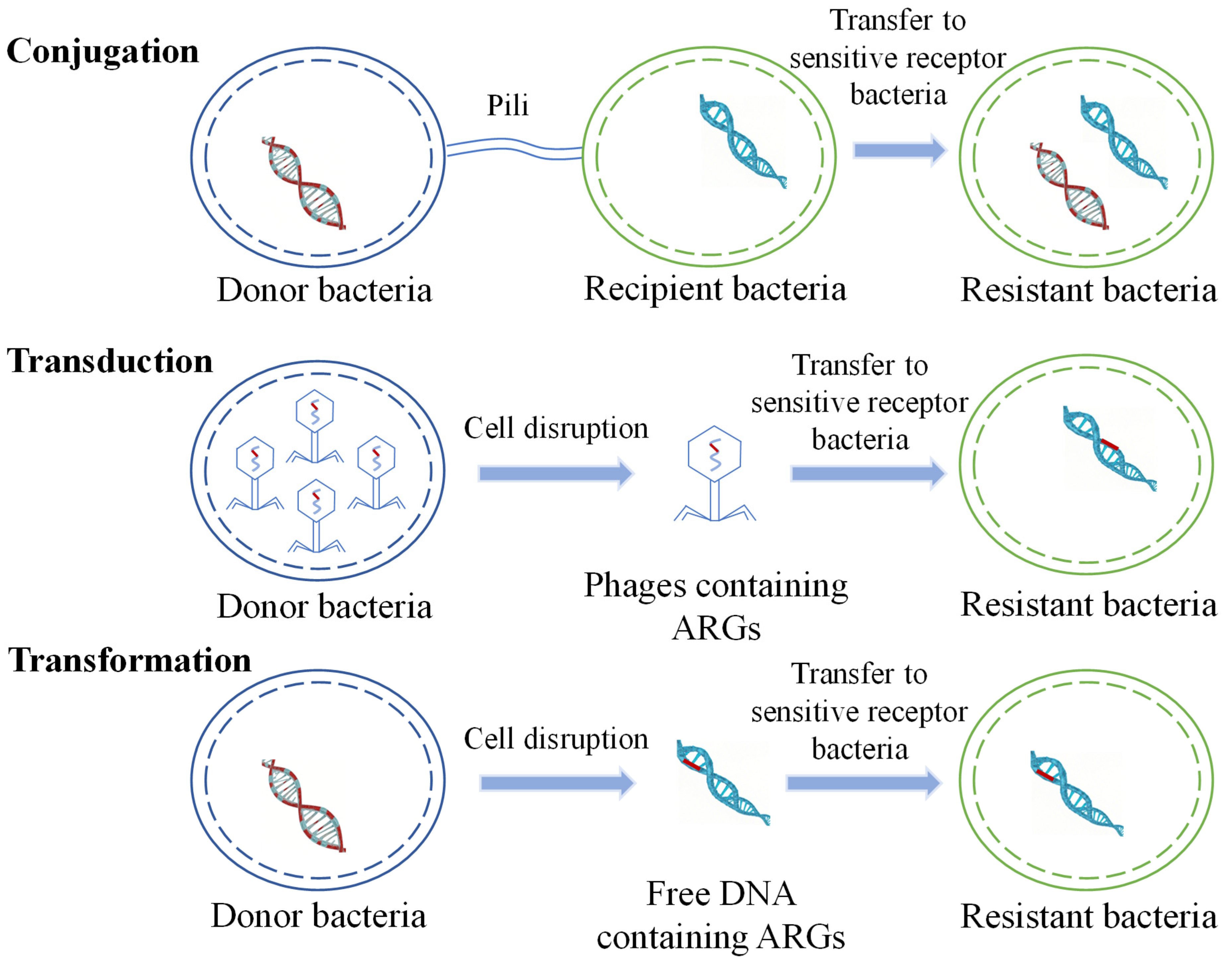 Microorganisms 13 00997 g001
