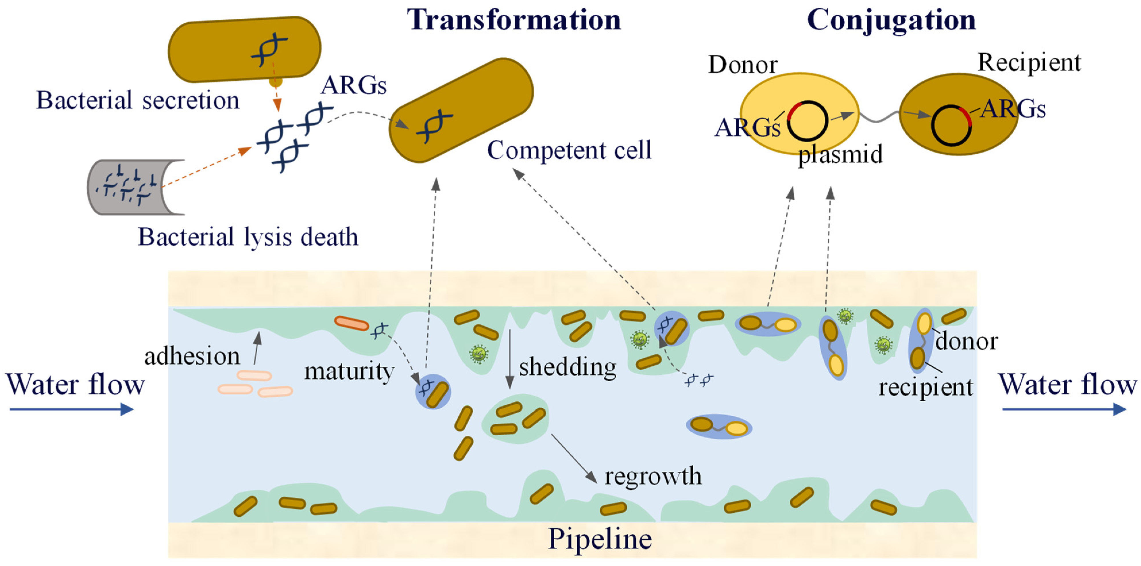 Microorganisms 13 00997 g006