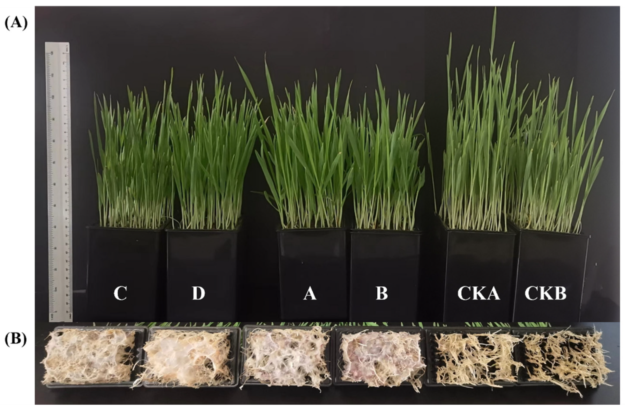 Microorganisms 13 01010 g002