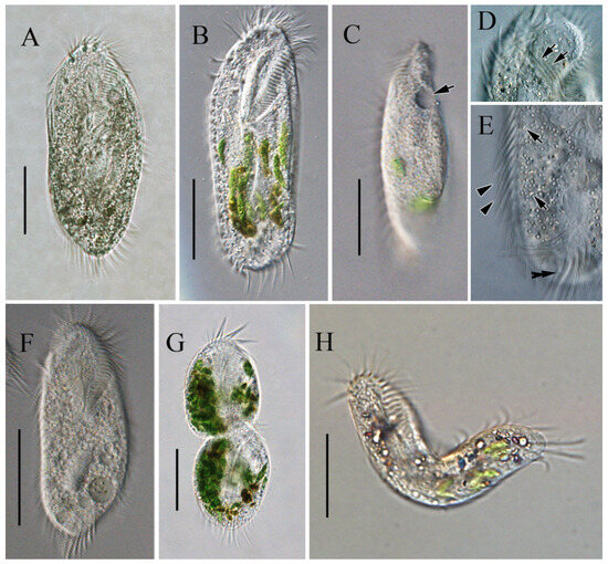 Identification and Feeding Characterization of Sterkiella Identification and Feeding Characterization of Sterkiella
