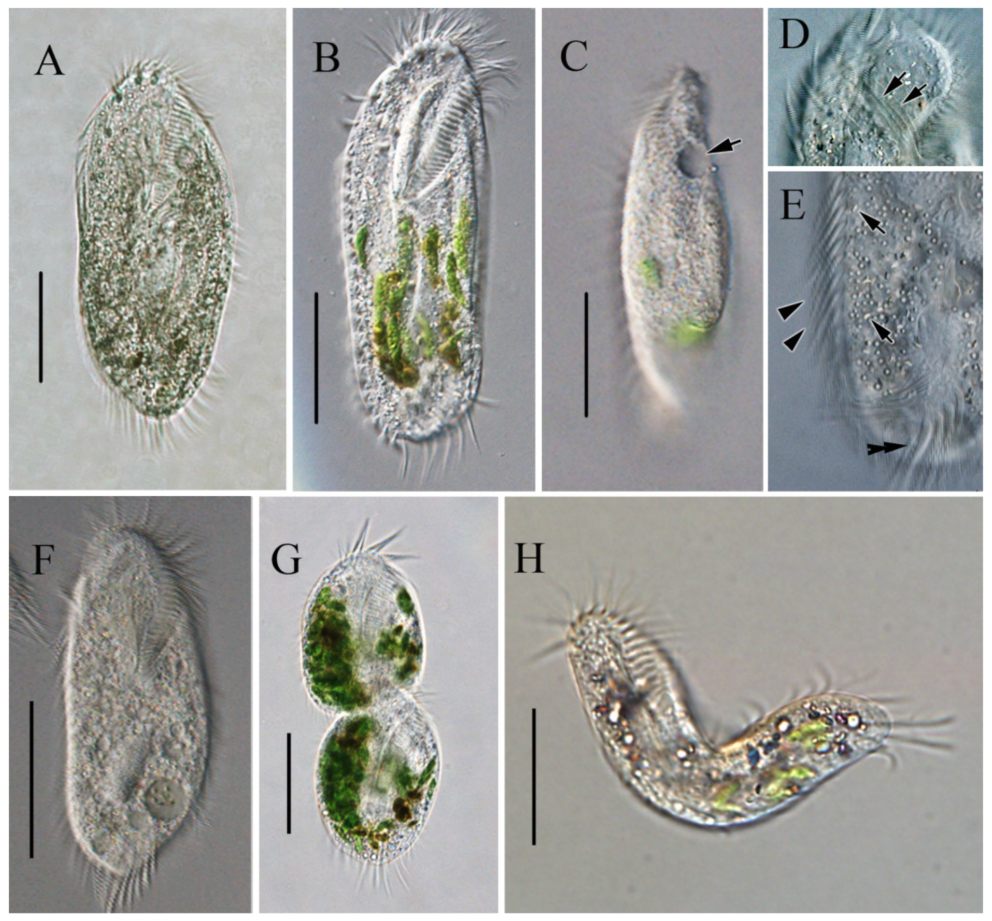 Microorganisms 13 01016 g002