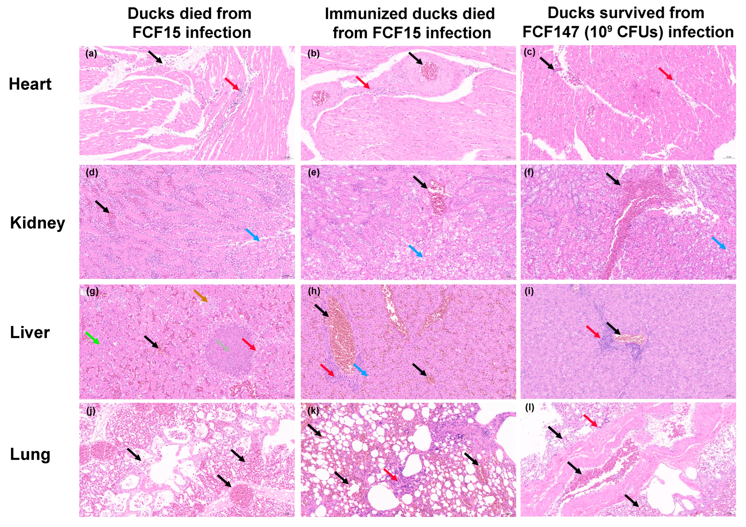 Microorganisms 13 01024 g005 Microorganisms 13 01024 g005