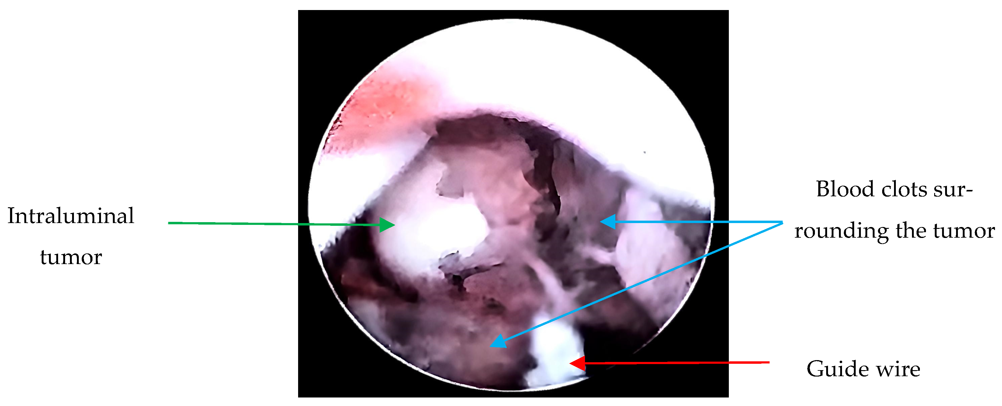 Microorganisms 13 01033 g002 Microorganisms 13 01033 g002