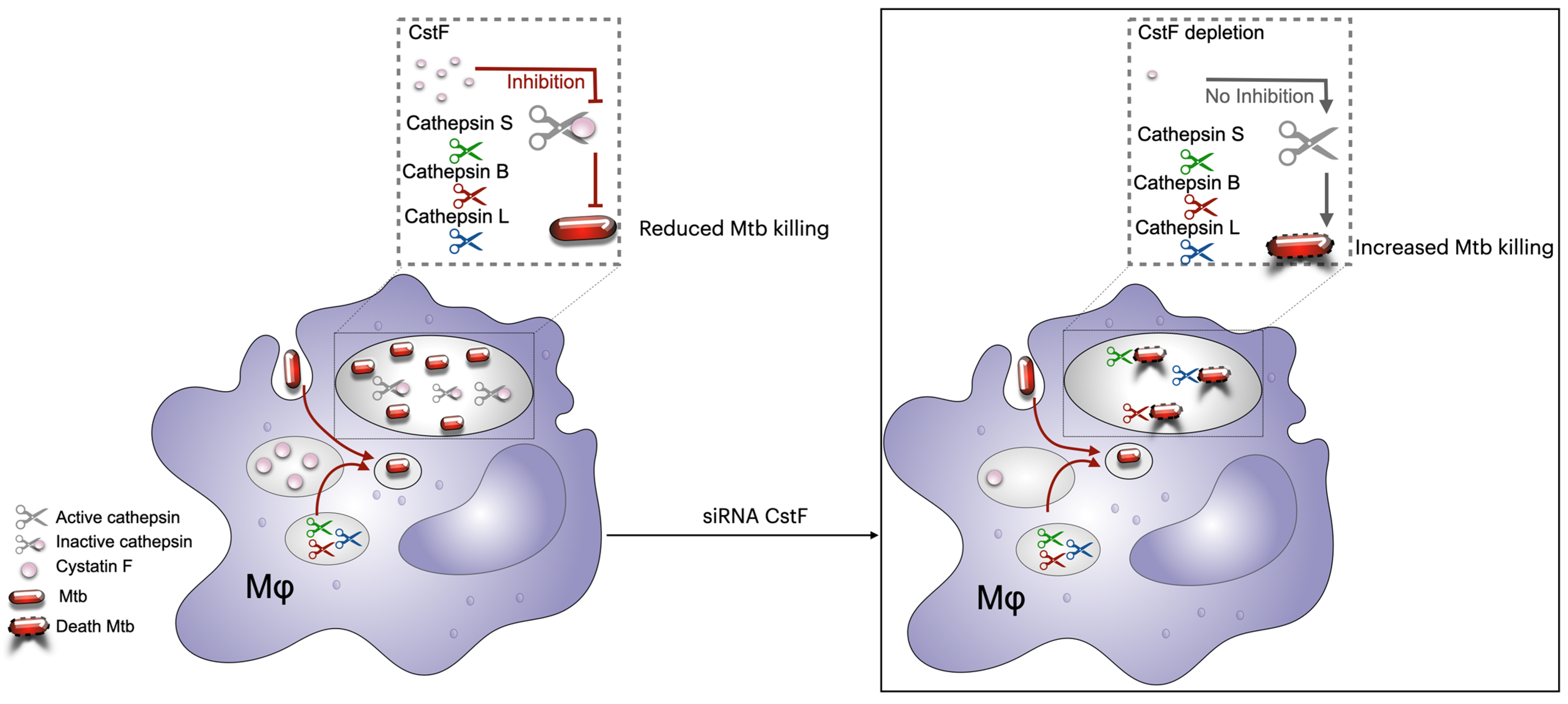 Microorganisms 13 01040 g003