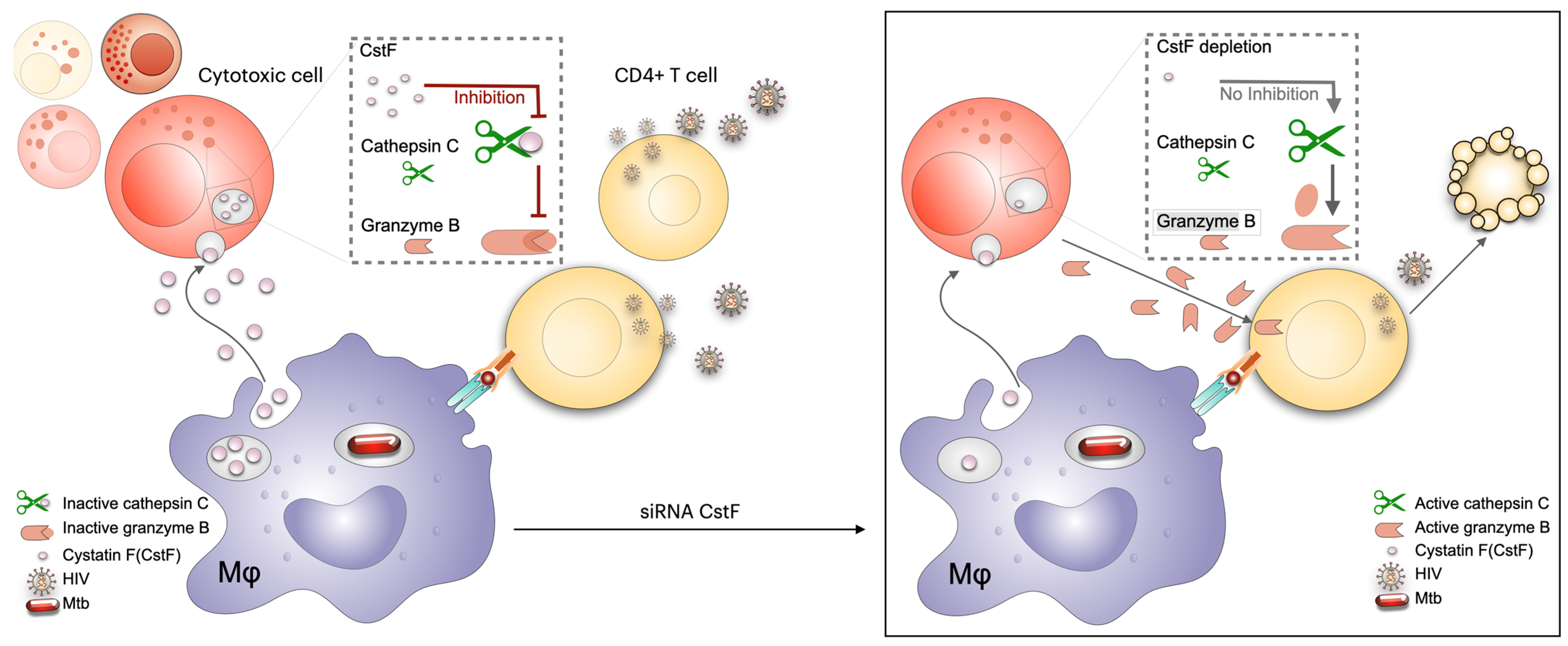 Microorganisms 13 01040 g004
