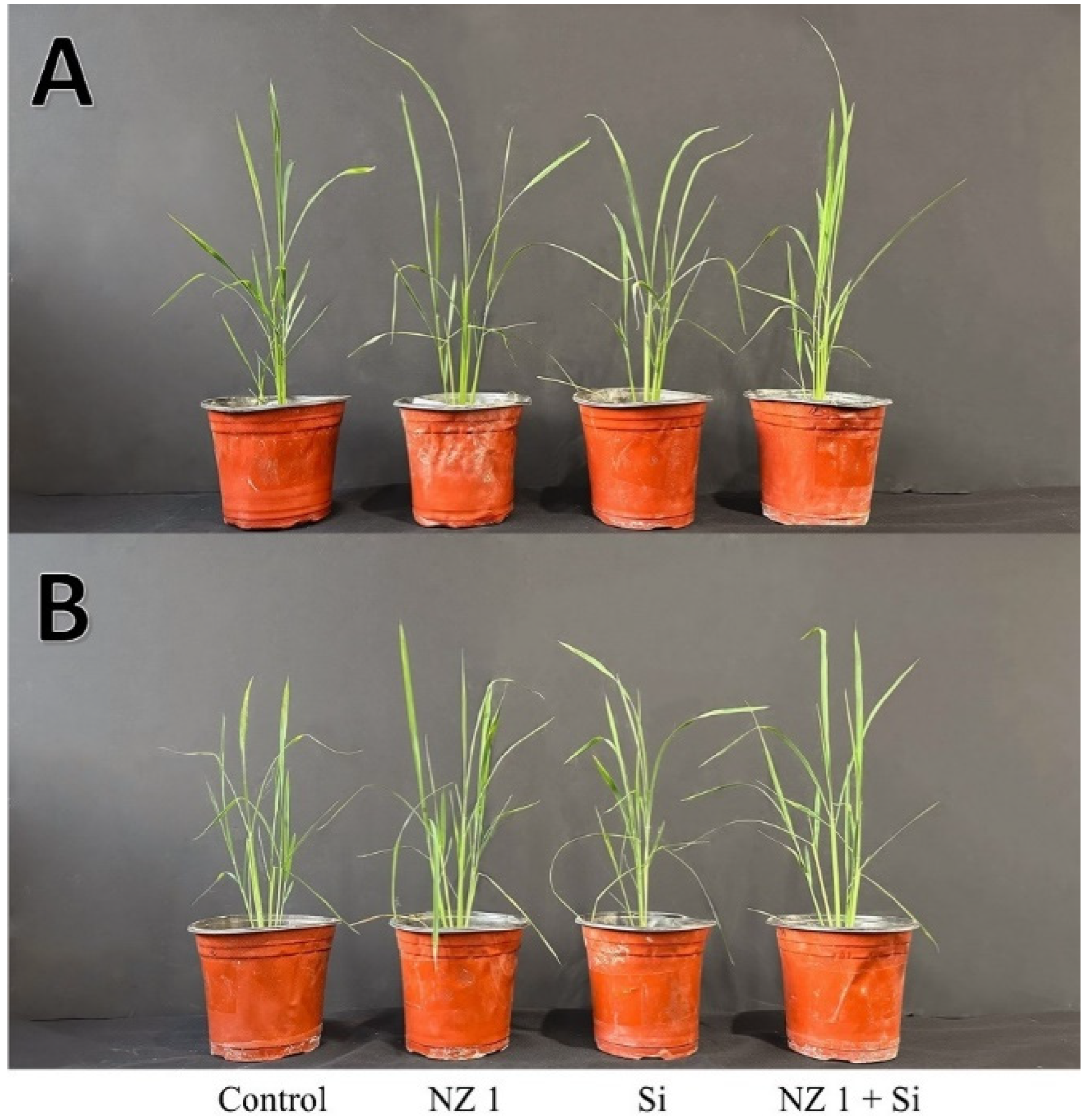 Microorganisms 13 01046 g002