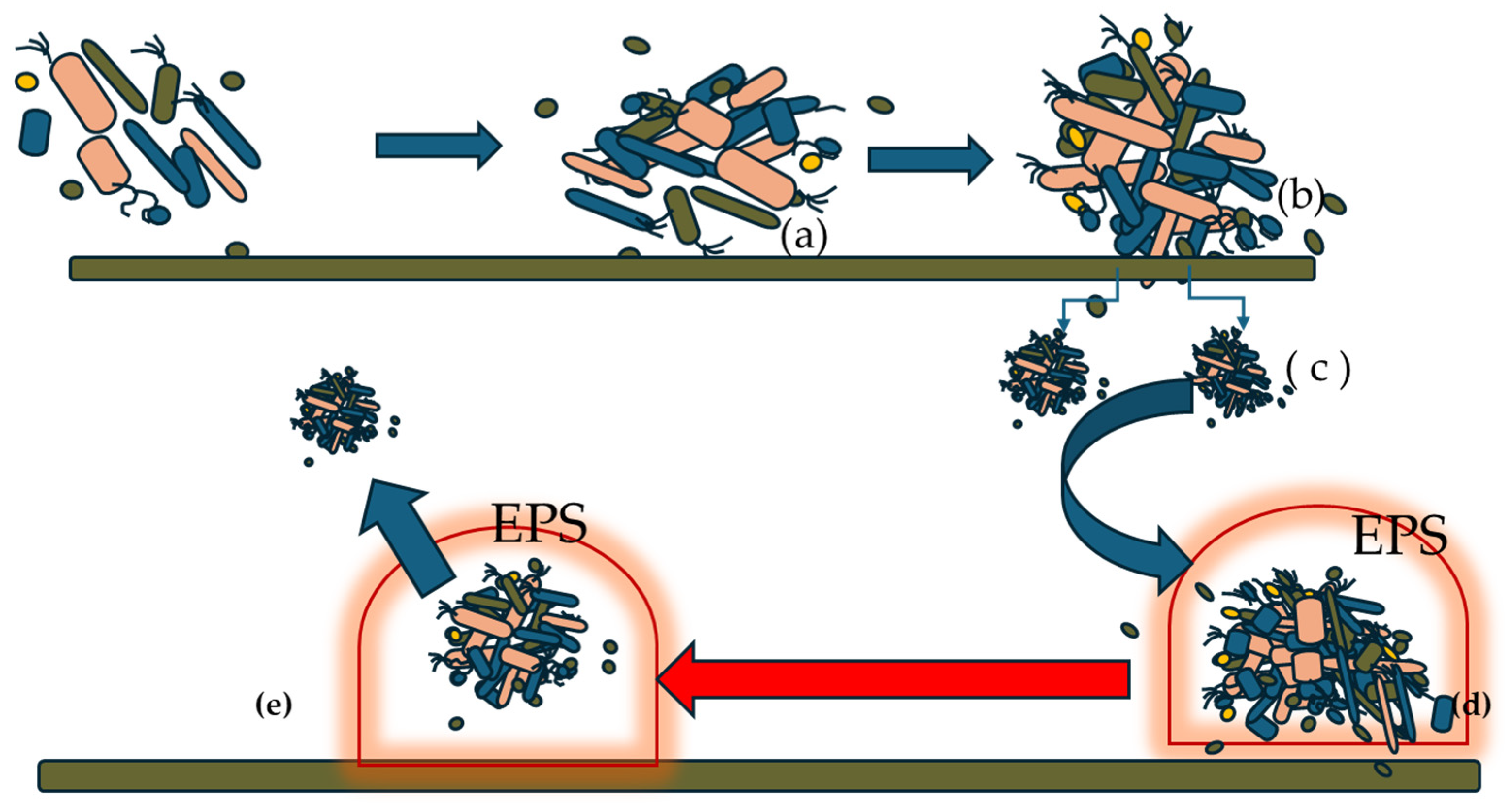 Microorganisms 13 01062 g001 Microorganisms 13 01062 g001