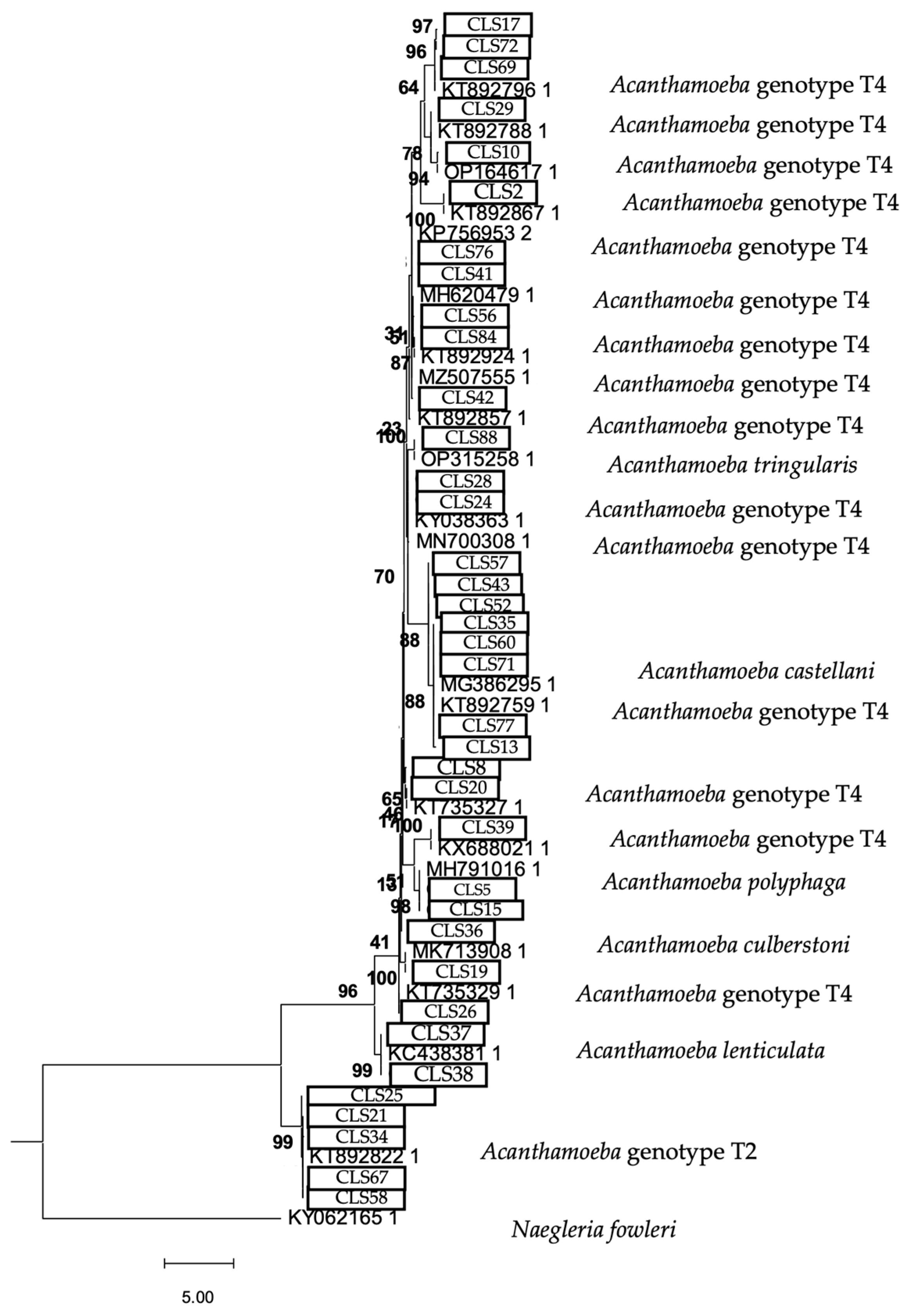 Microorganisms 13 01065 g005