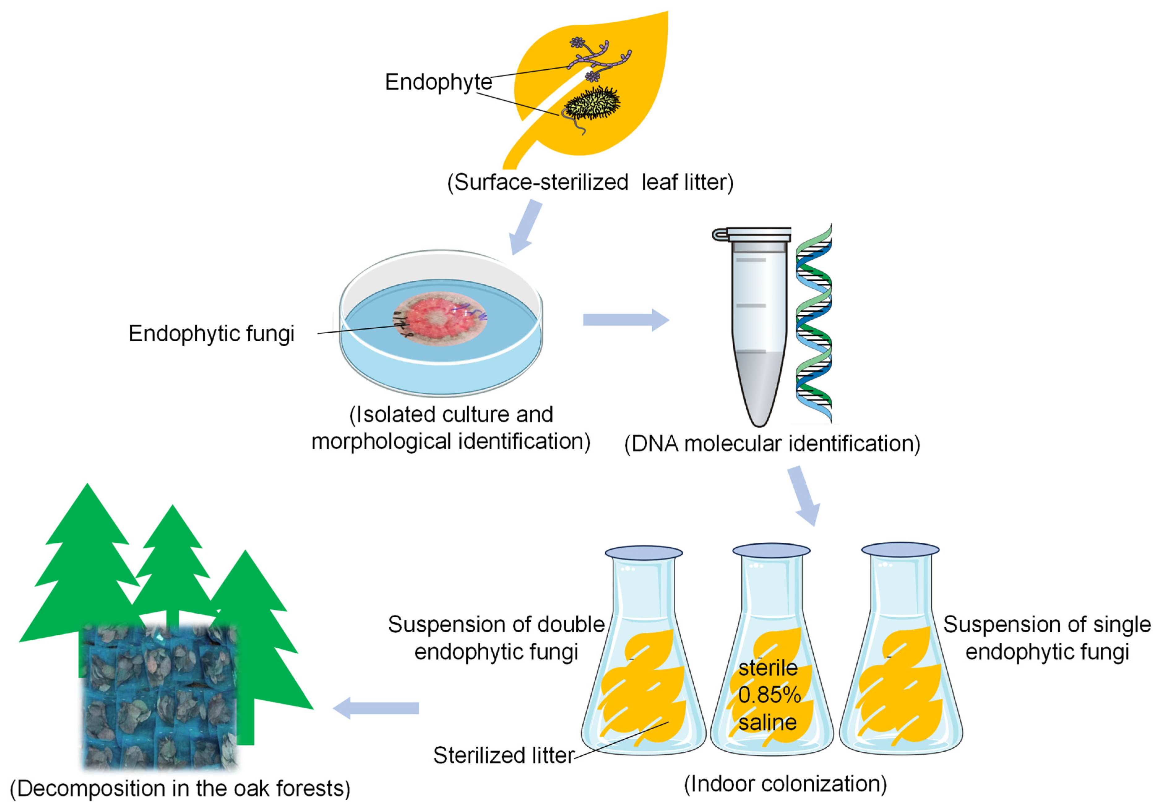 Microorganisms 13 01066 g001