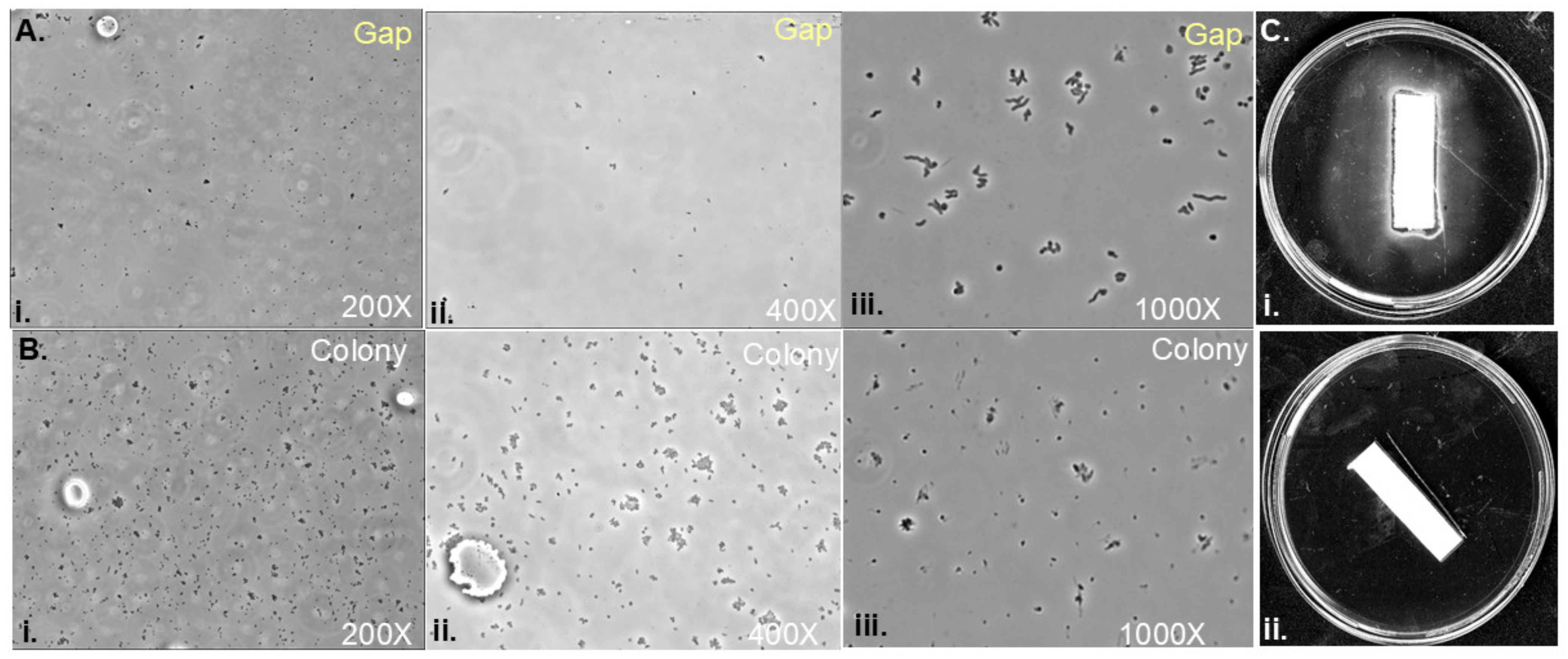 Microorganisms 13 01087 g004