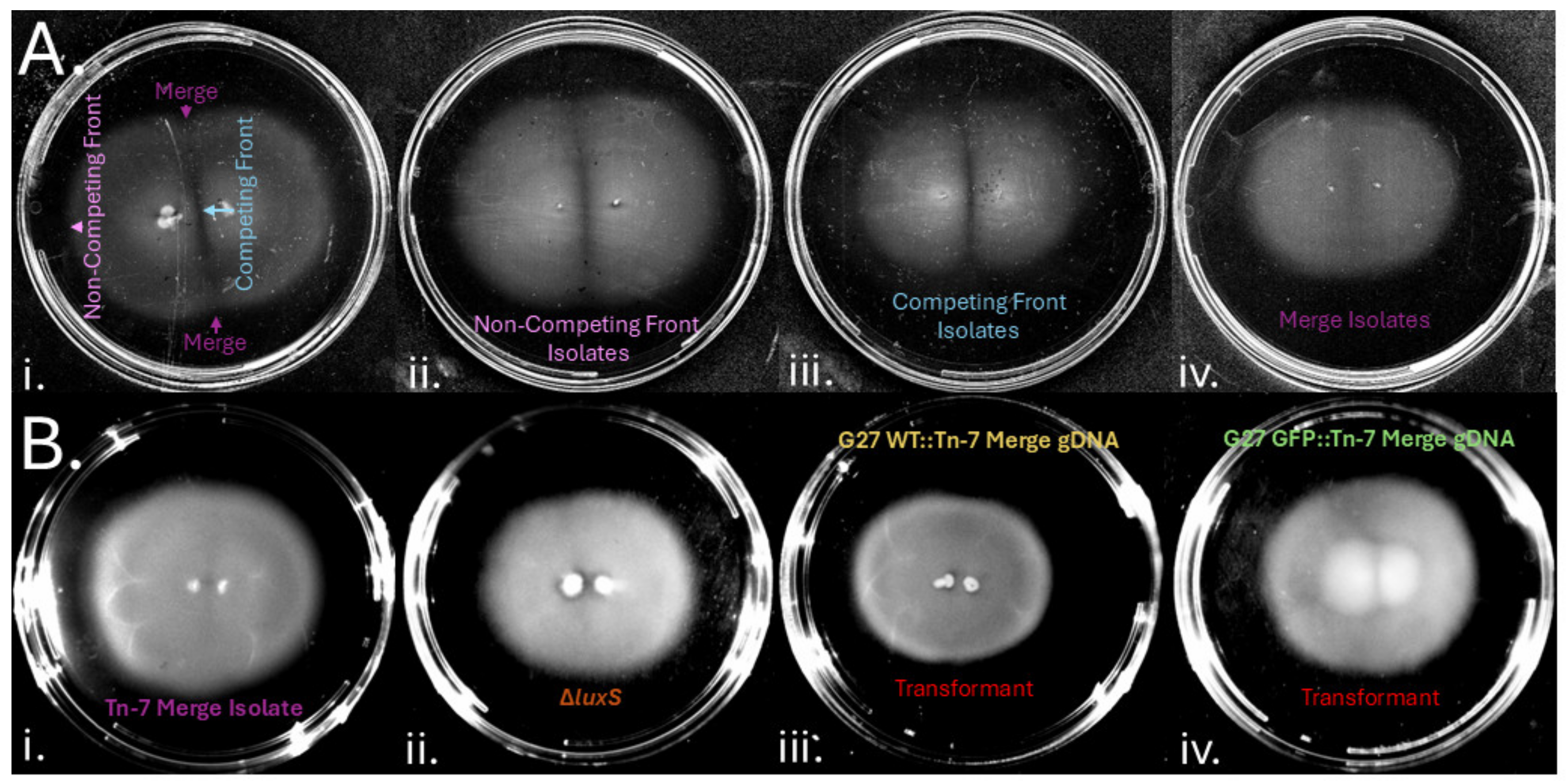 Microorganisms 13 01087 g006