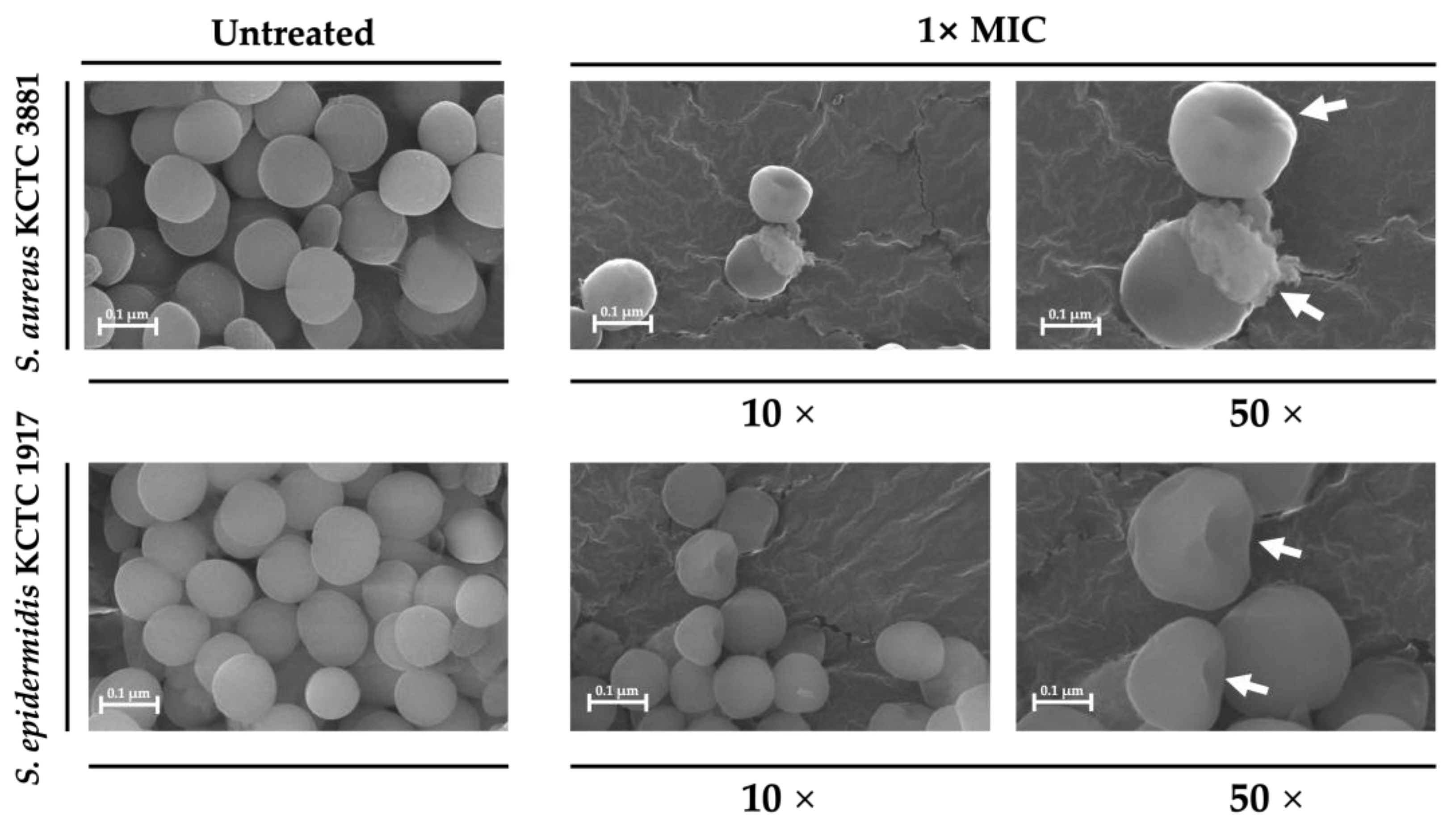 Microorganisms 13 01093 g003