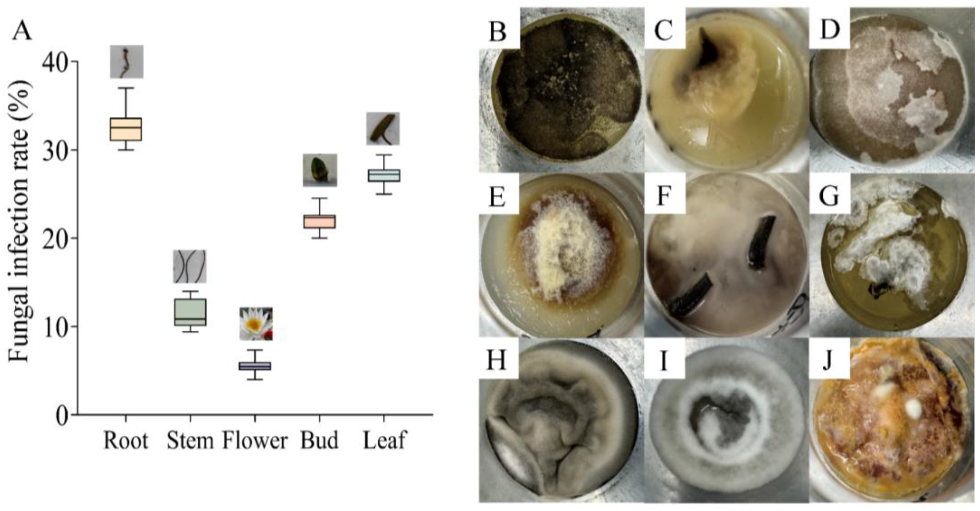 Microorganisms 13 01103 g001