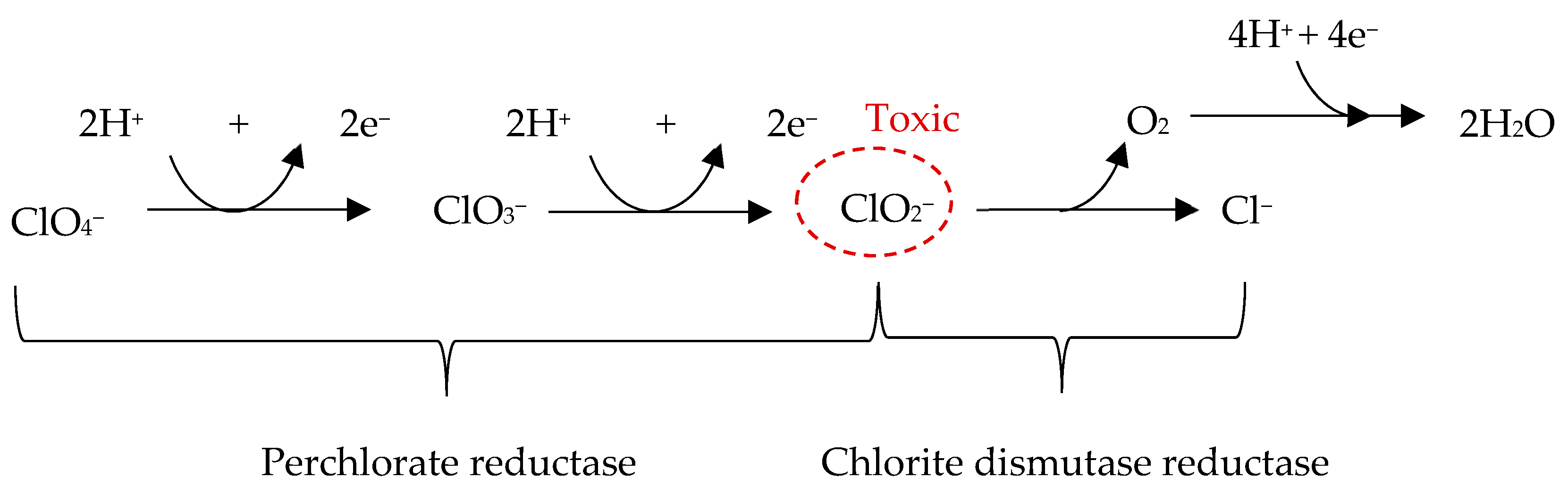 Microorganisms 13 01105 g002