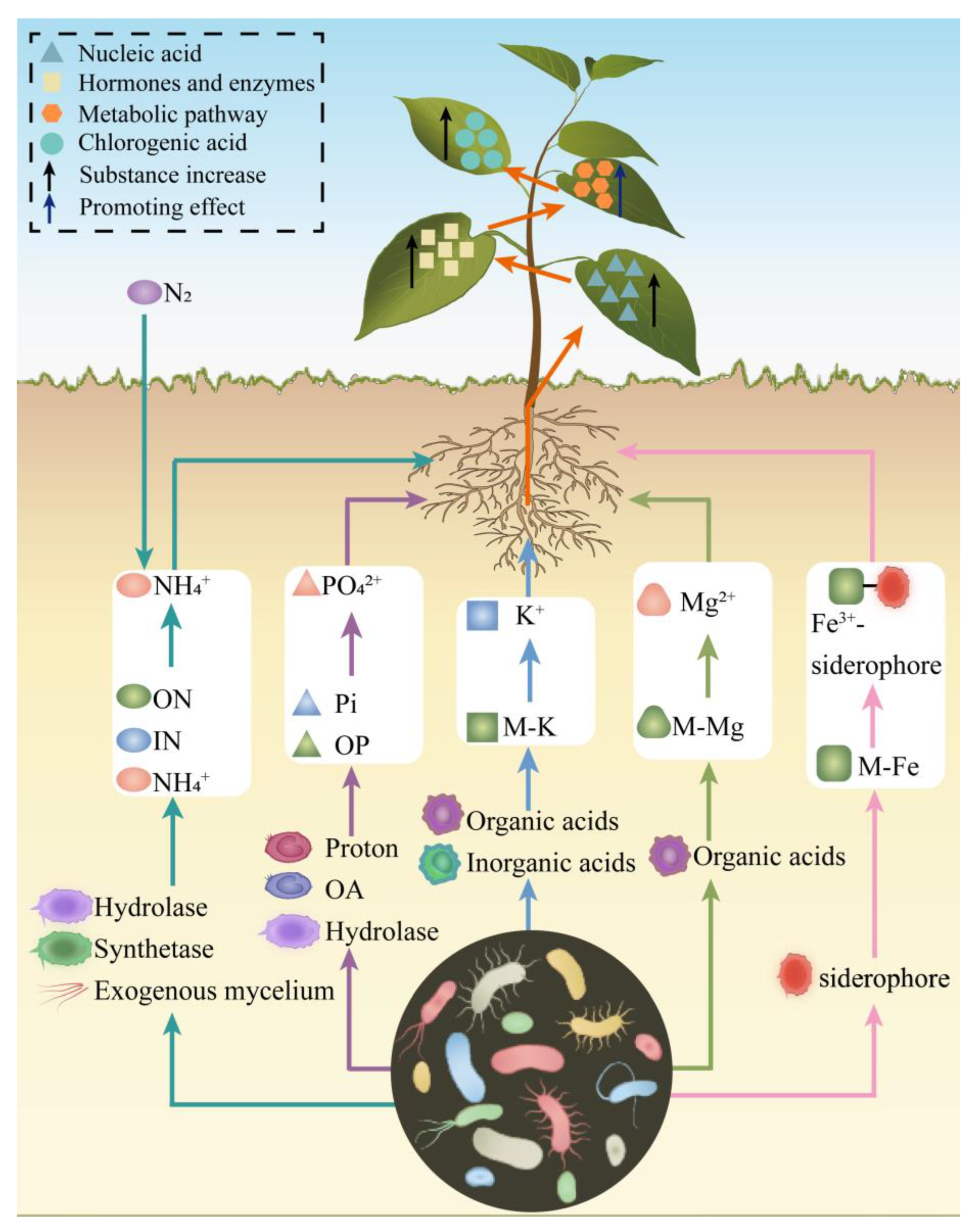 Microorganisms 13 01114 g003