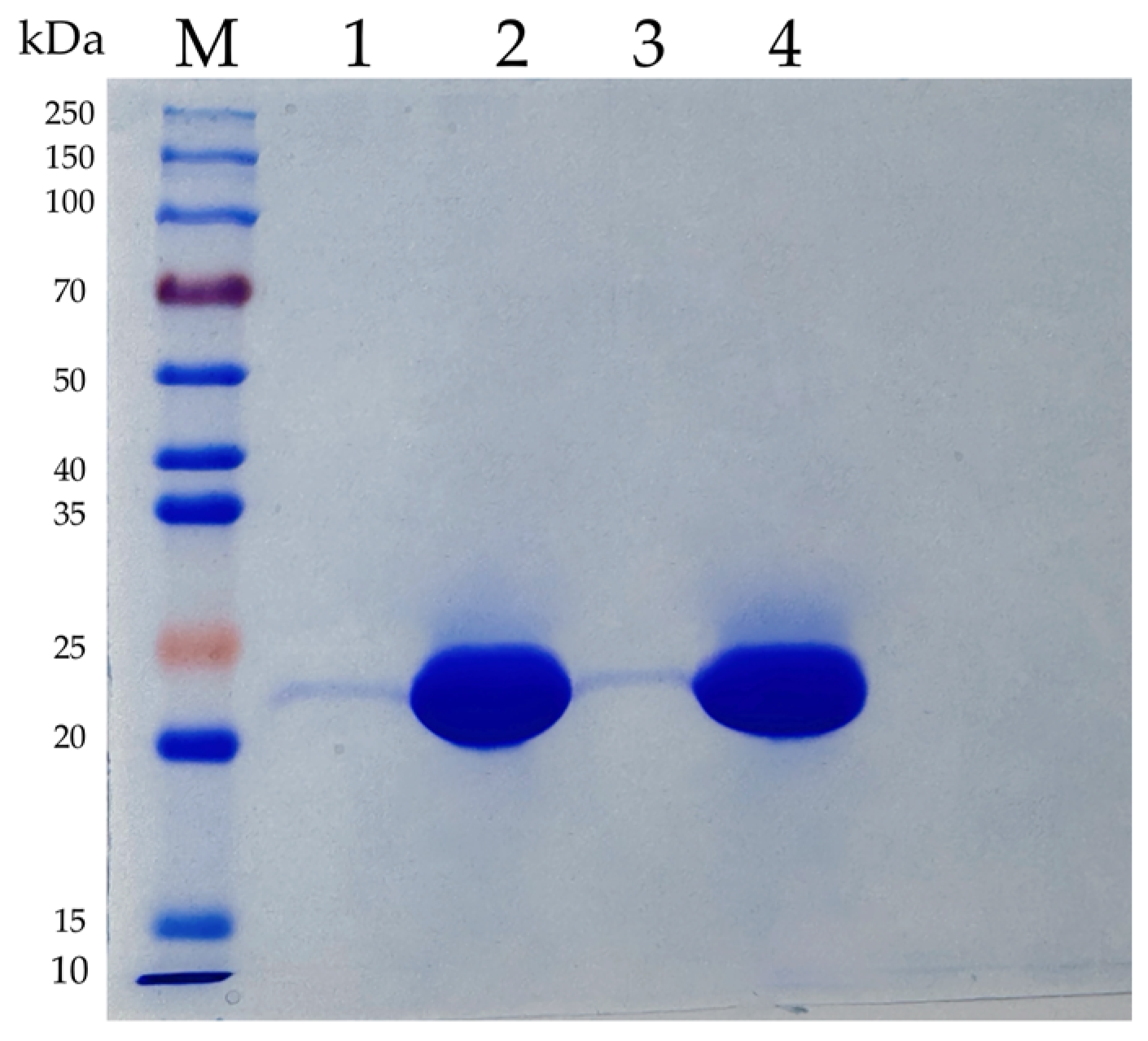 Microorganisms 13 01121 g001