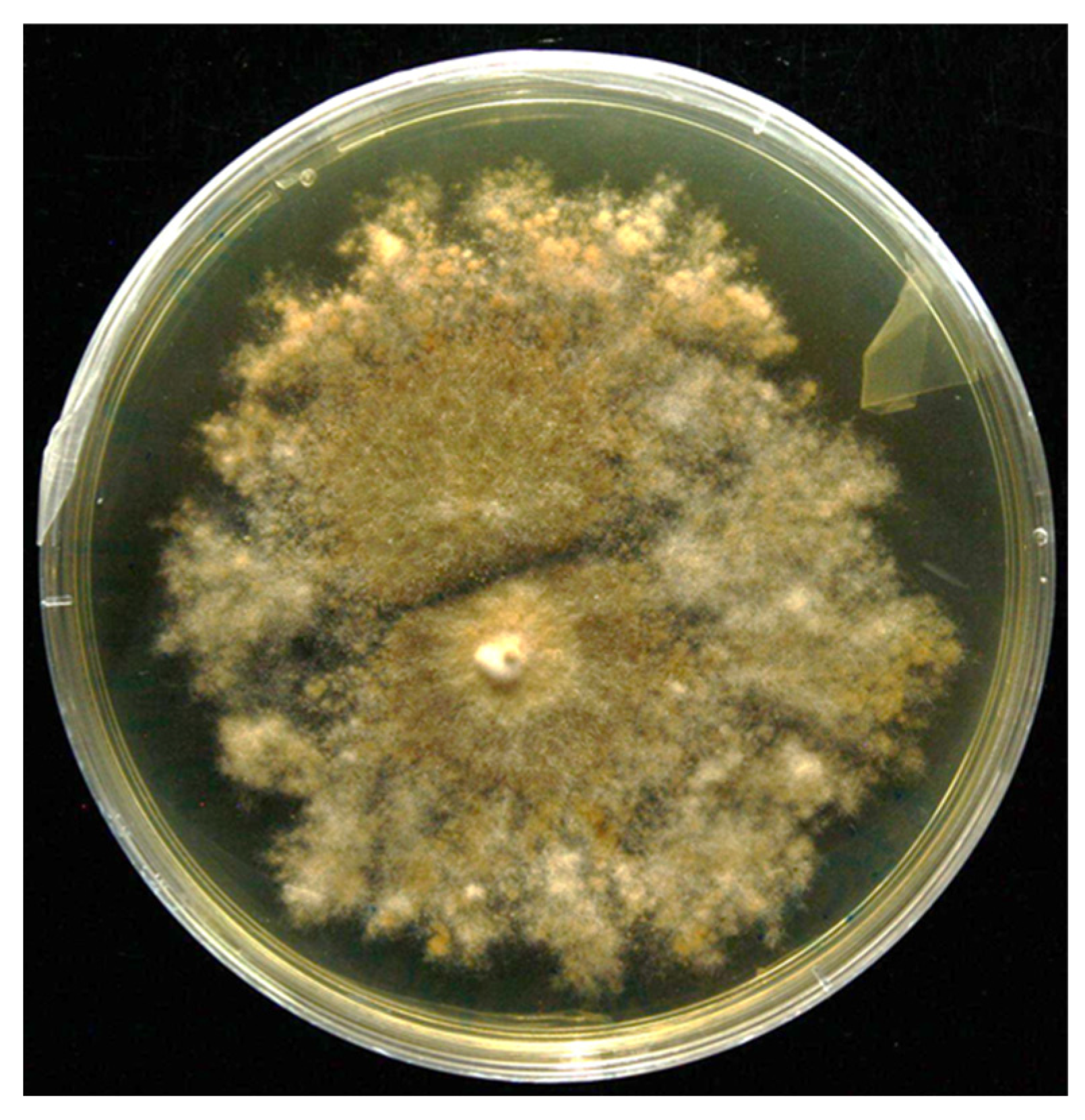 Microorganisms 13 01123 g003