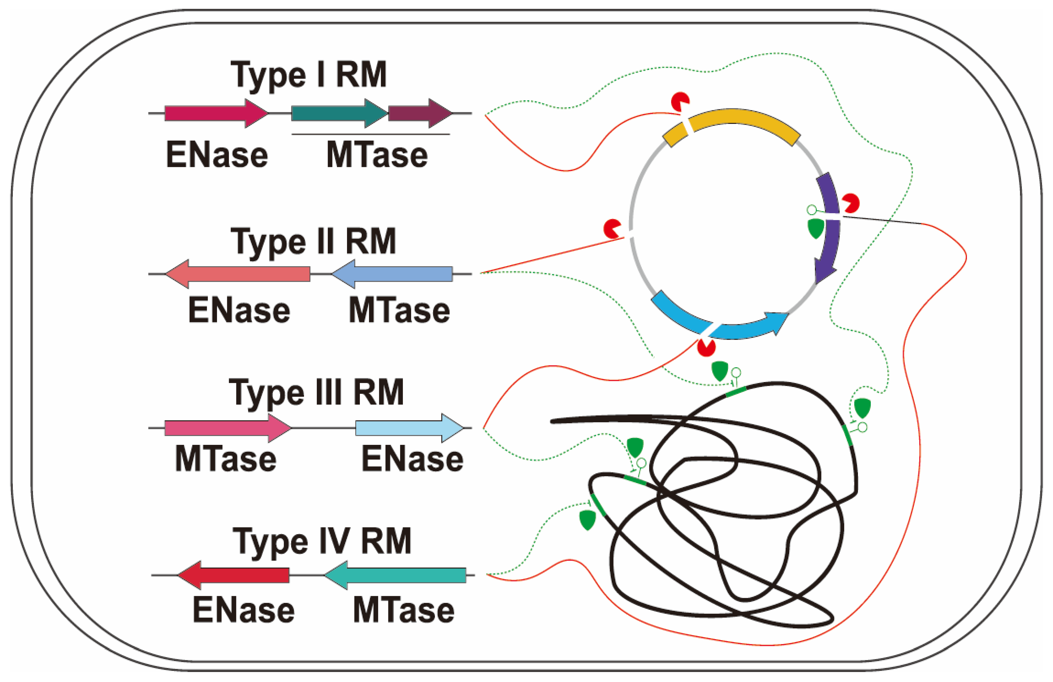 Microorganisms 13 01126 g003 Microorganisms 13 01126 g003
