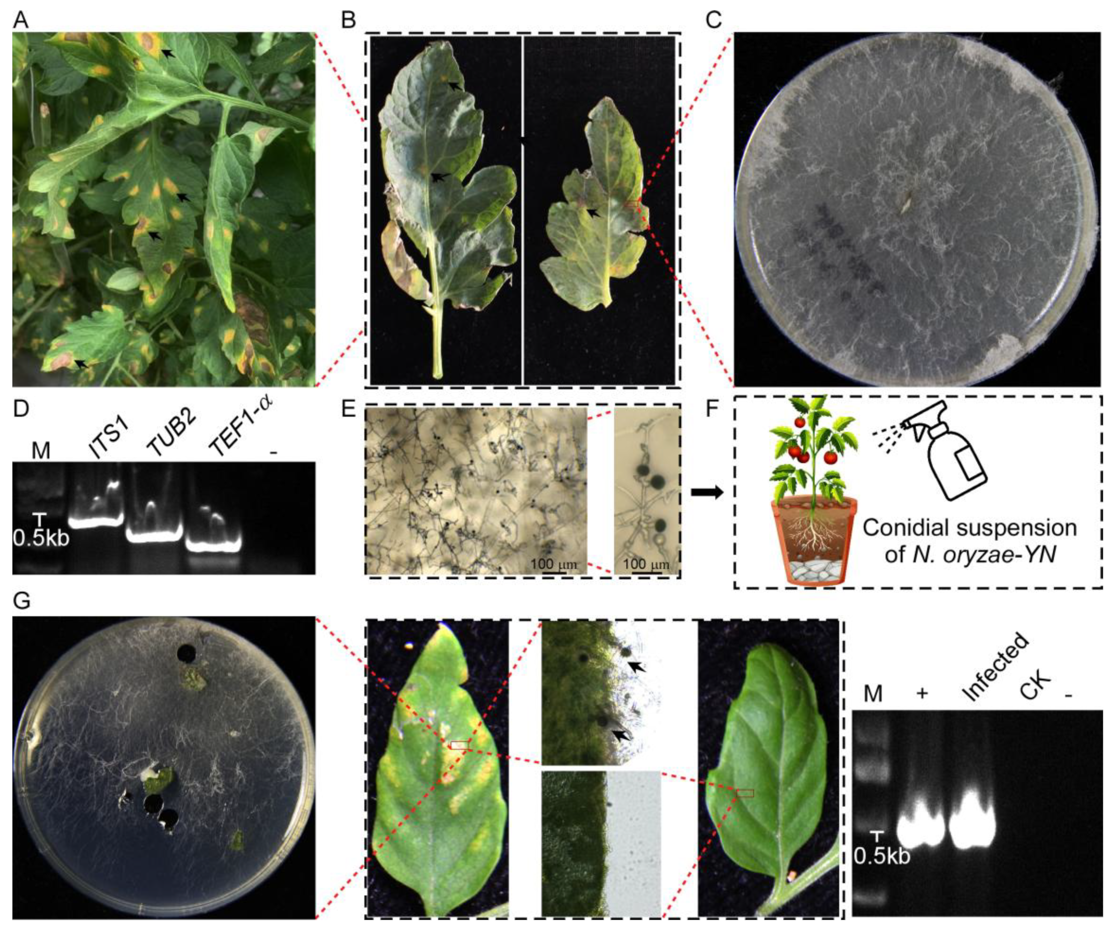 Microorganisms 13 01128 g001