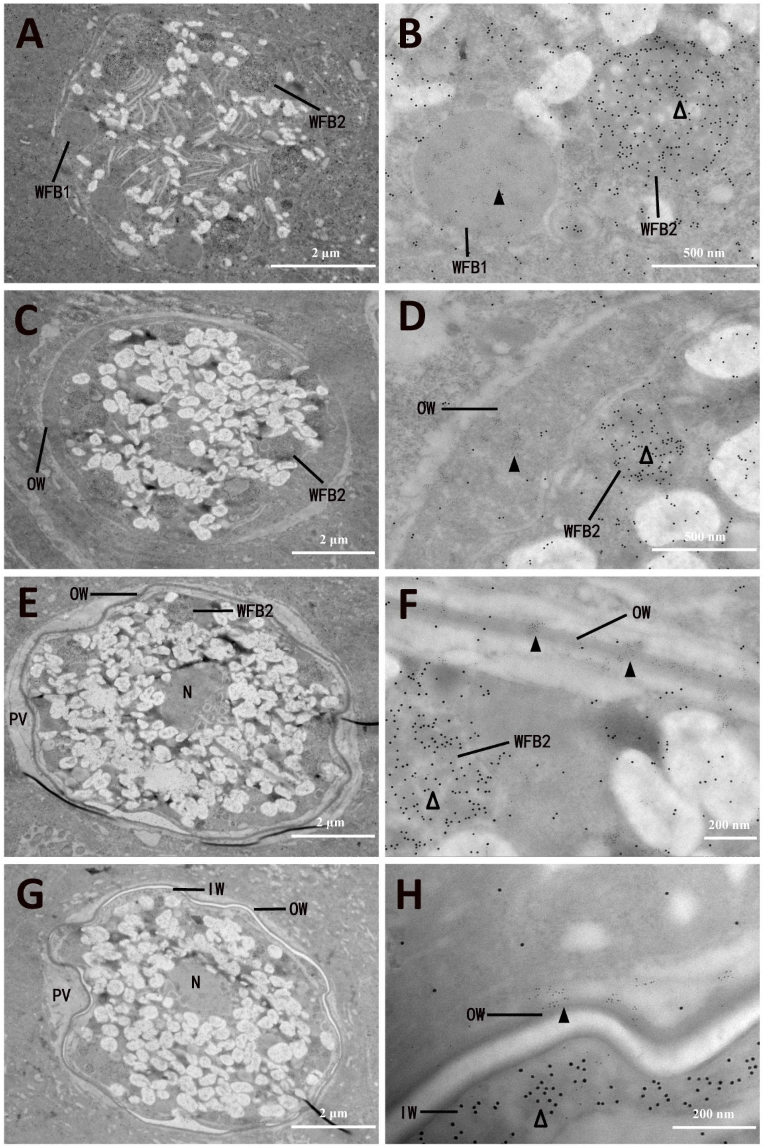 Microorganisms 13 01135 g006