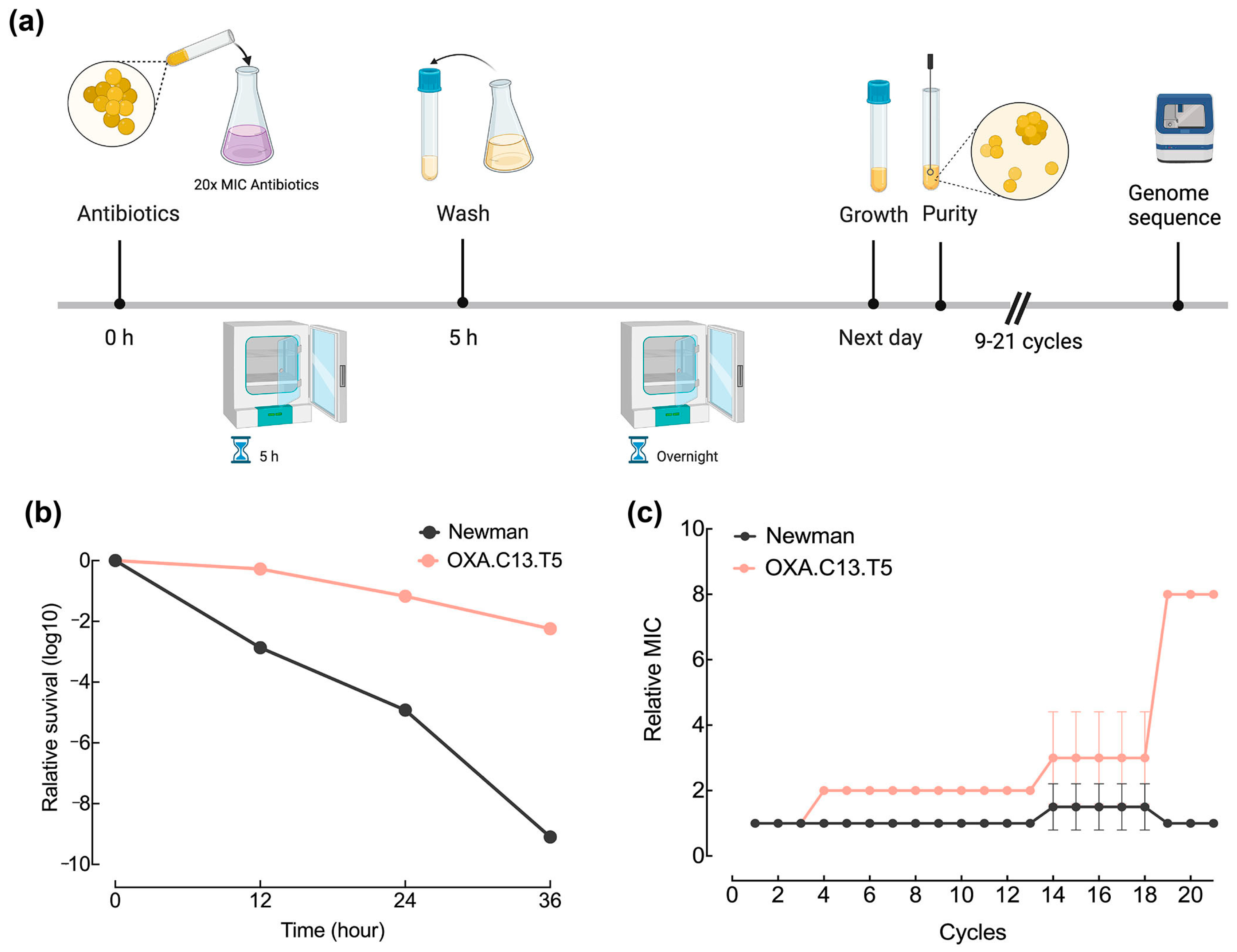 Microorganisms 13 01140 g001