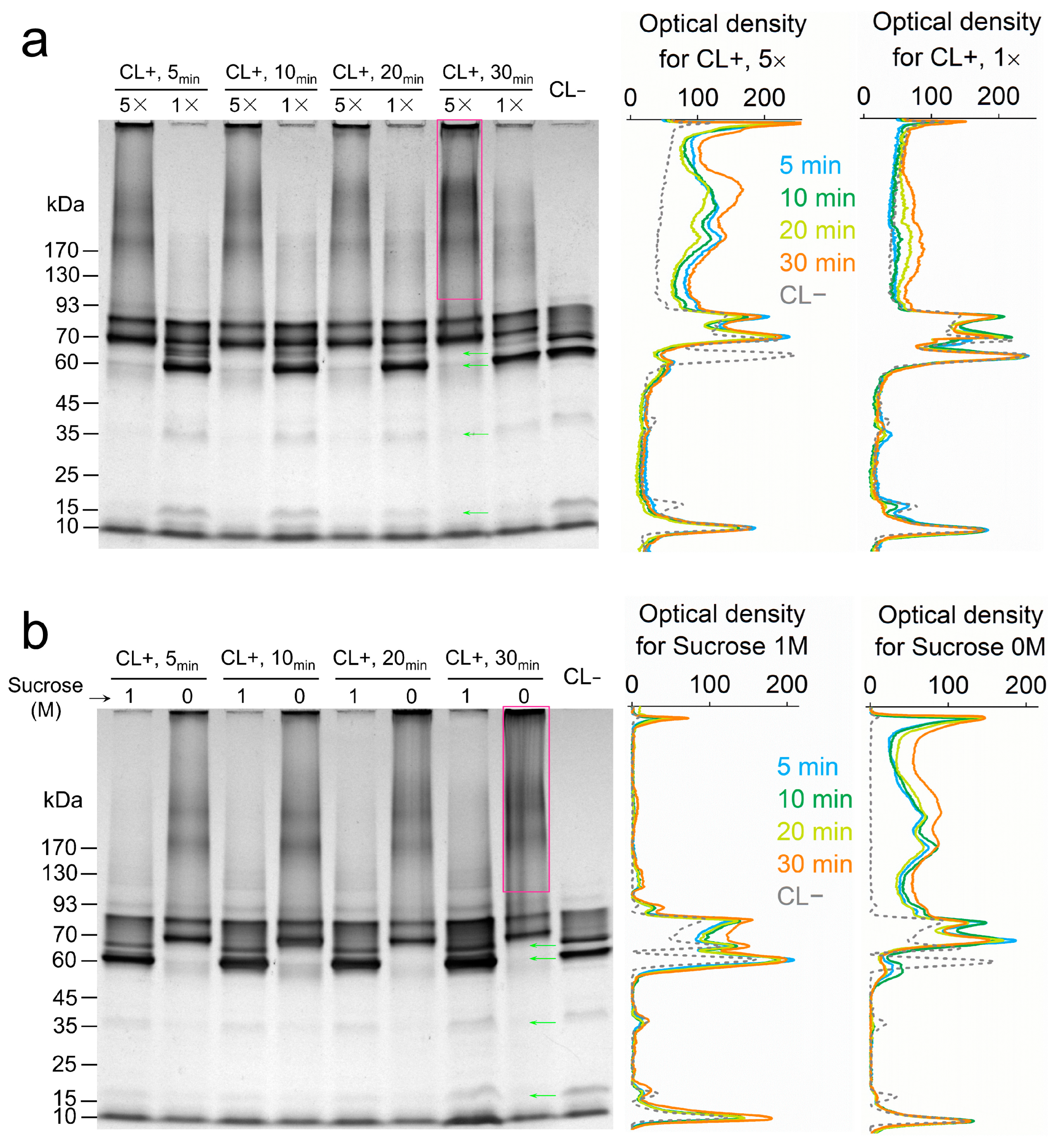 Microorganisms 13 01144 g002