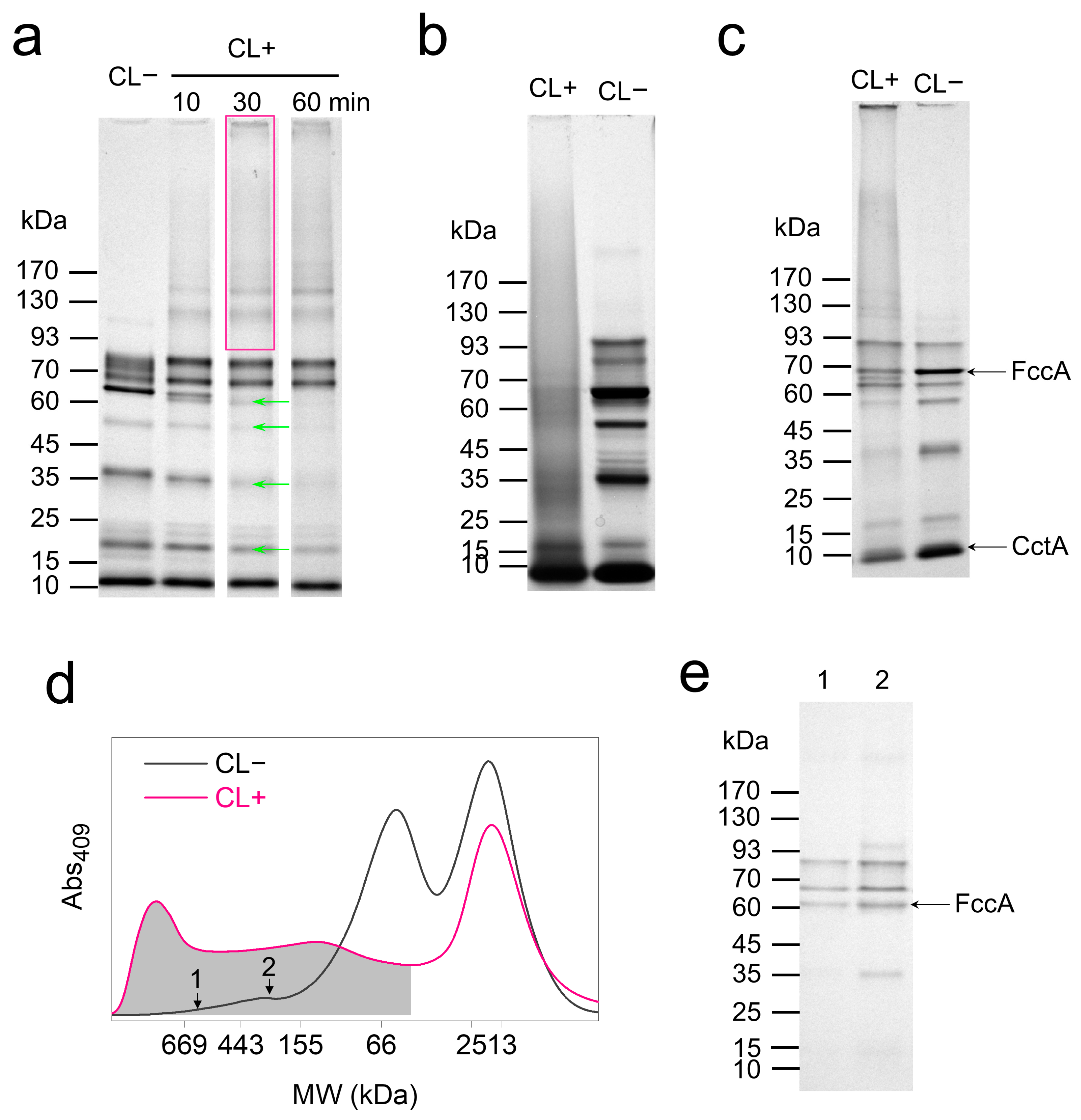 Microorganisms 13 01144 g003