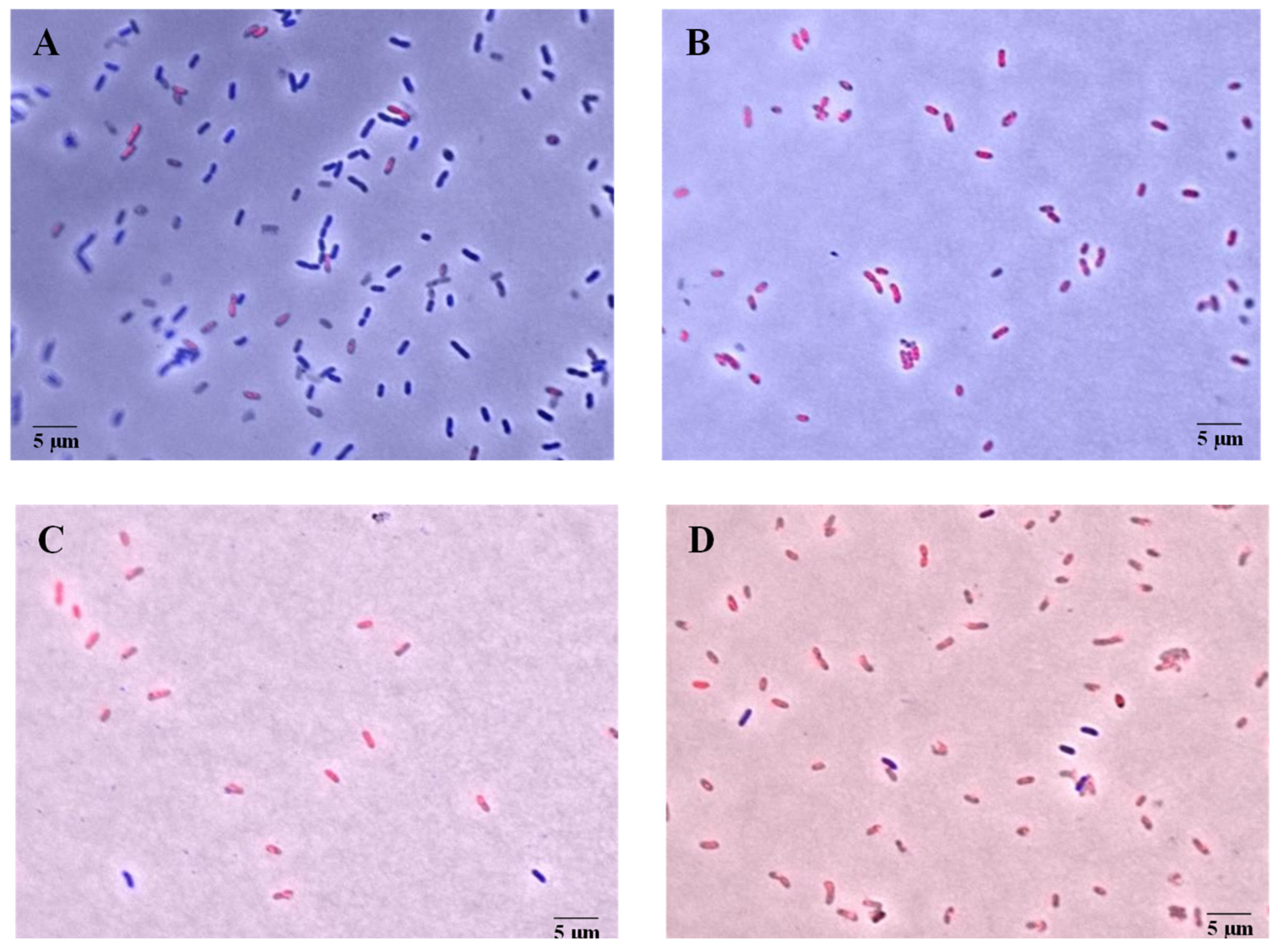 Microorganisms 13 01153 g002 Microorganisms 13 01153 g002
