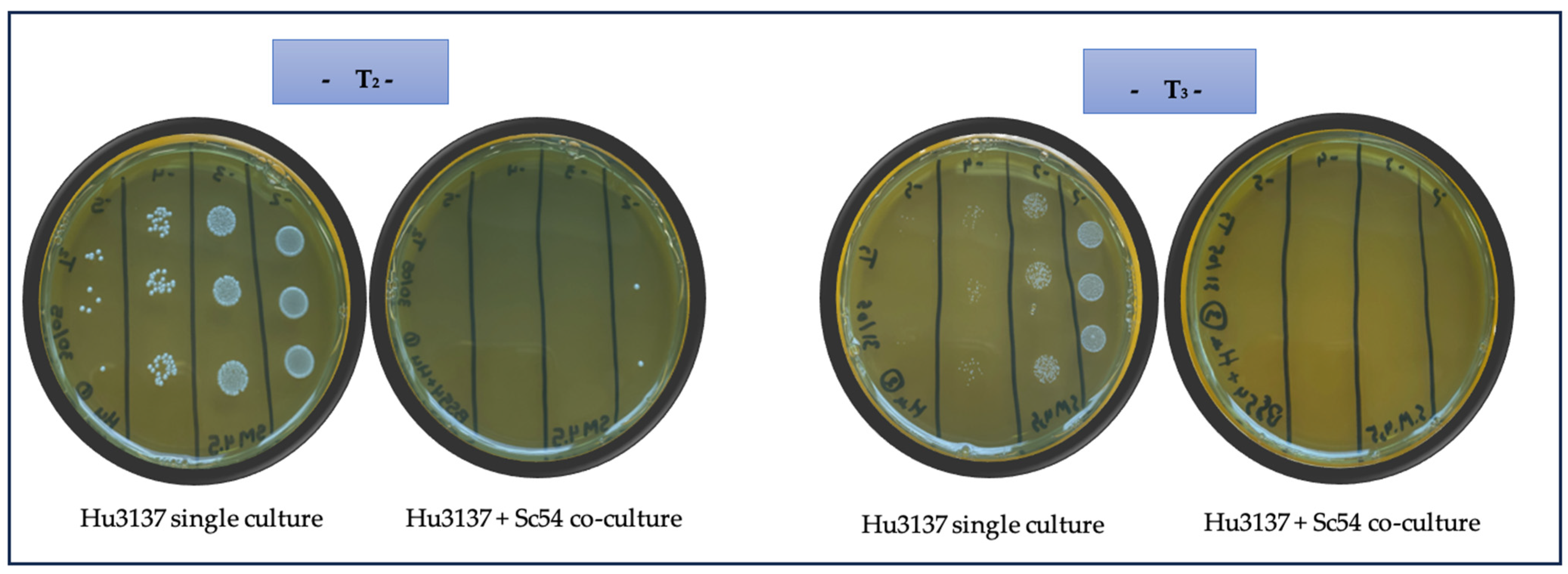 Microorganisms 13 01163 g001 Microorganisms 13 01163 g001
