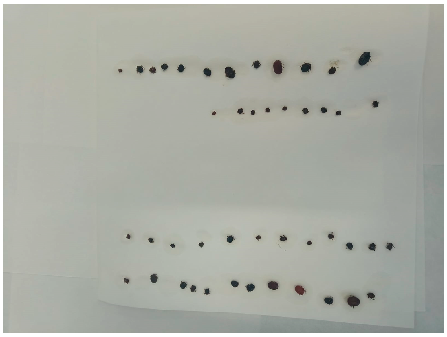 Microorganisms 13 01182 g003 Microorganisms 13 01182 g003