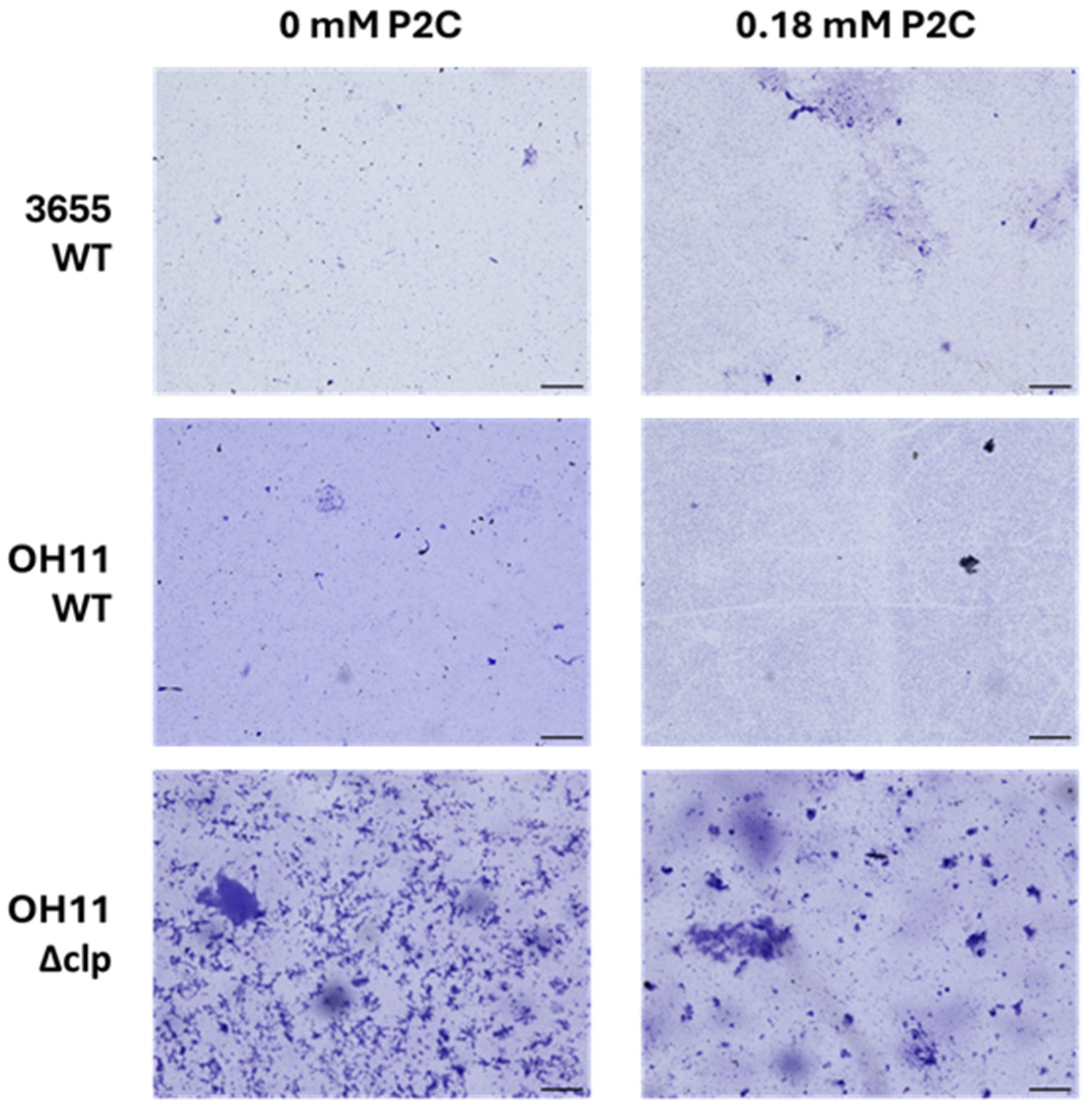 Identification of Pyrrole-2-Carboxylic Acid from the