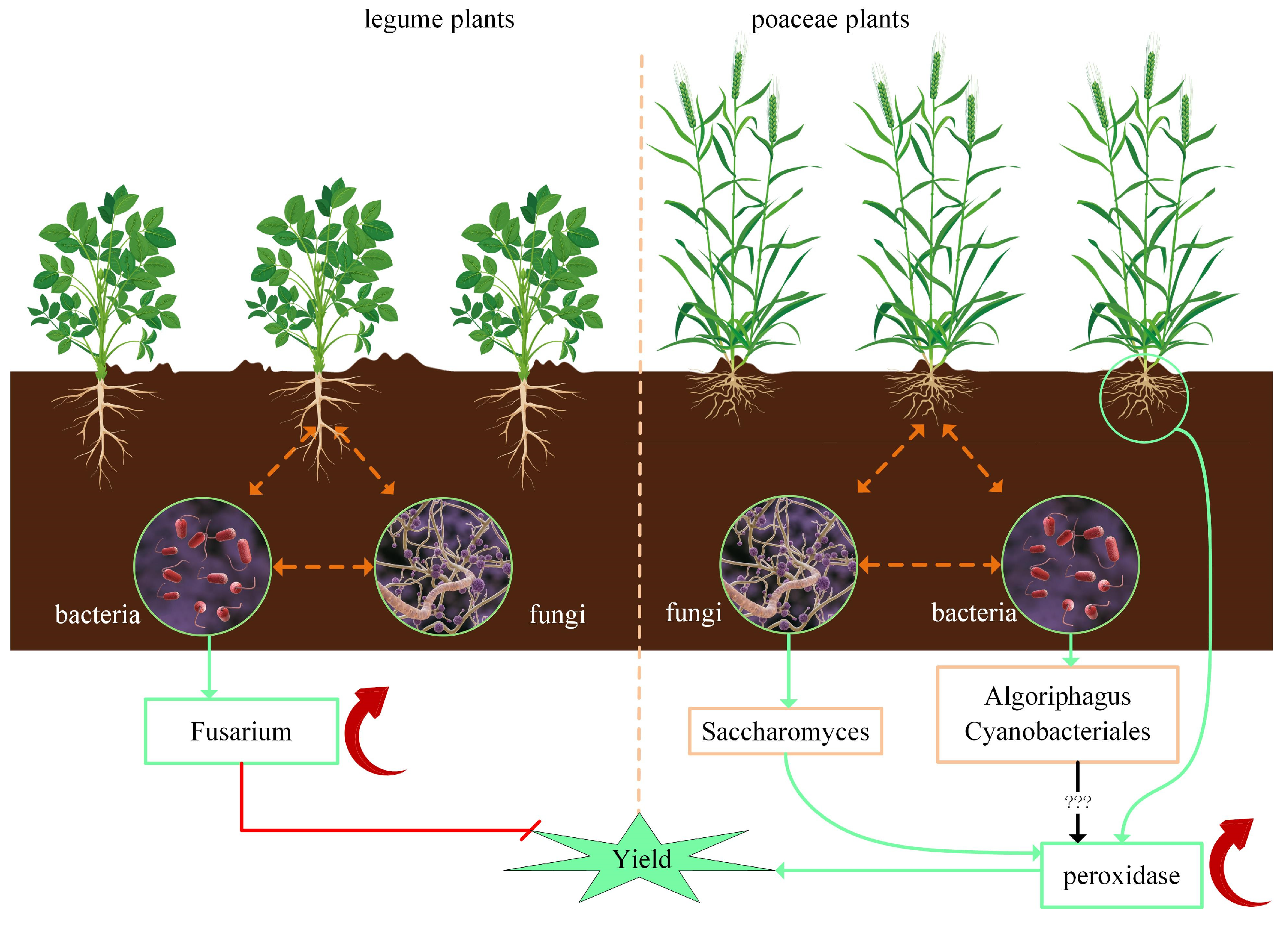 Microorganisms 13 01216 g007