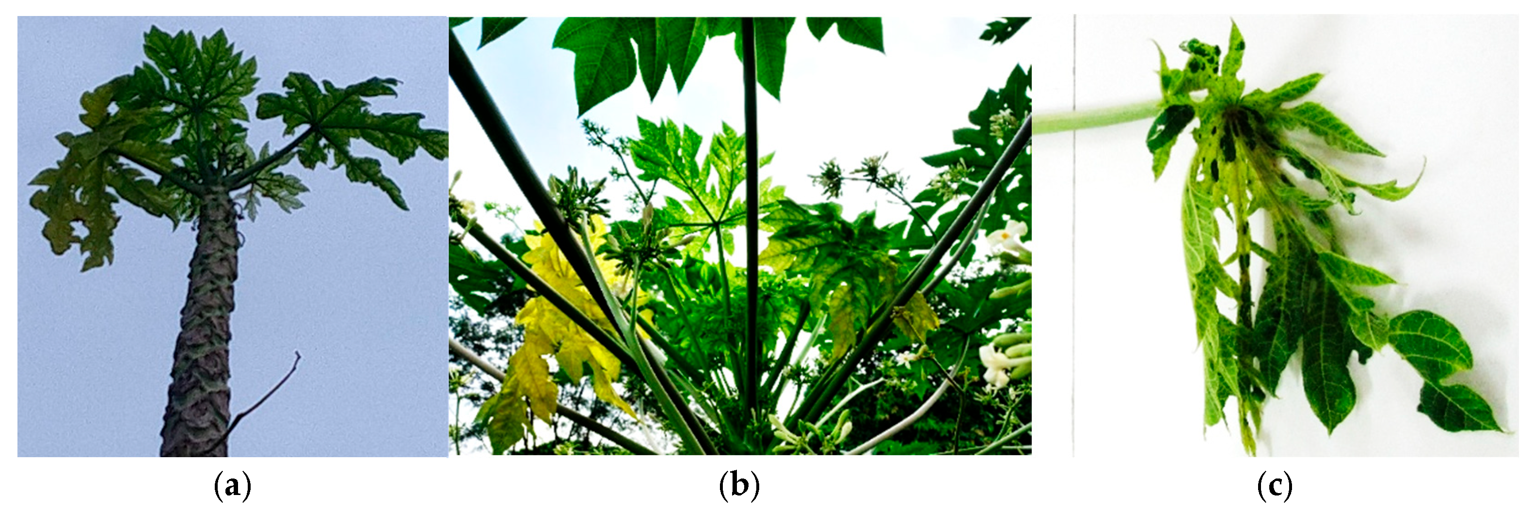 Microorganisms 13 01229 g005