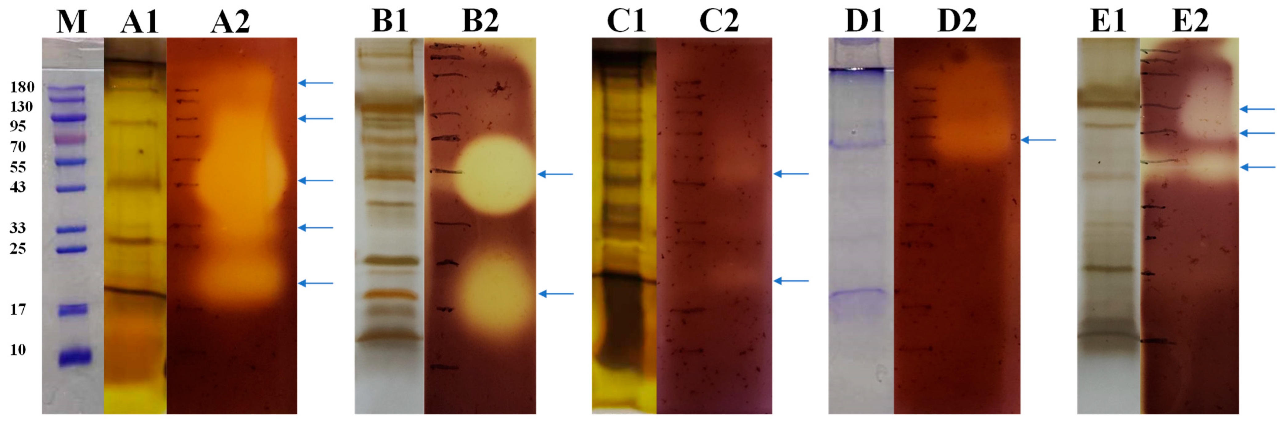 Microorganisms 13 01235 g004